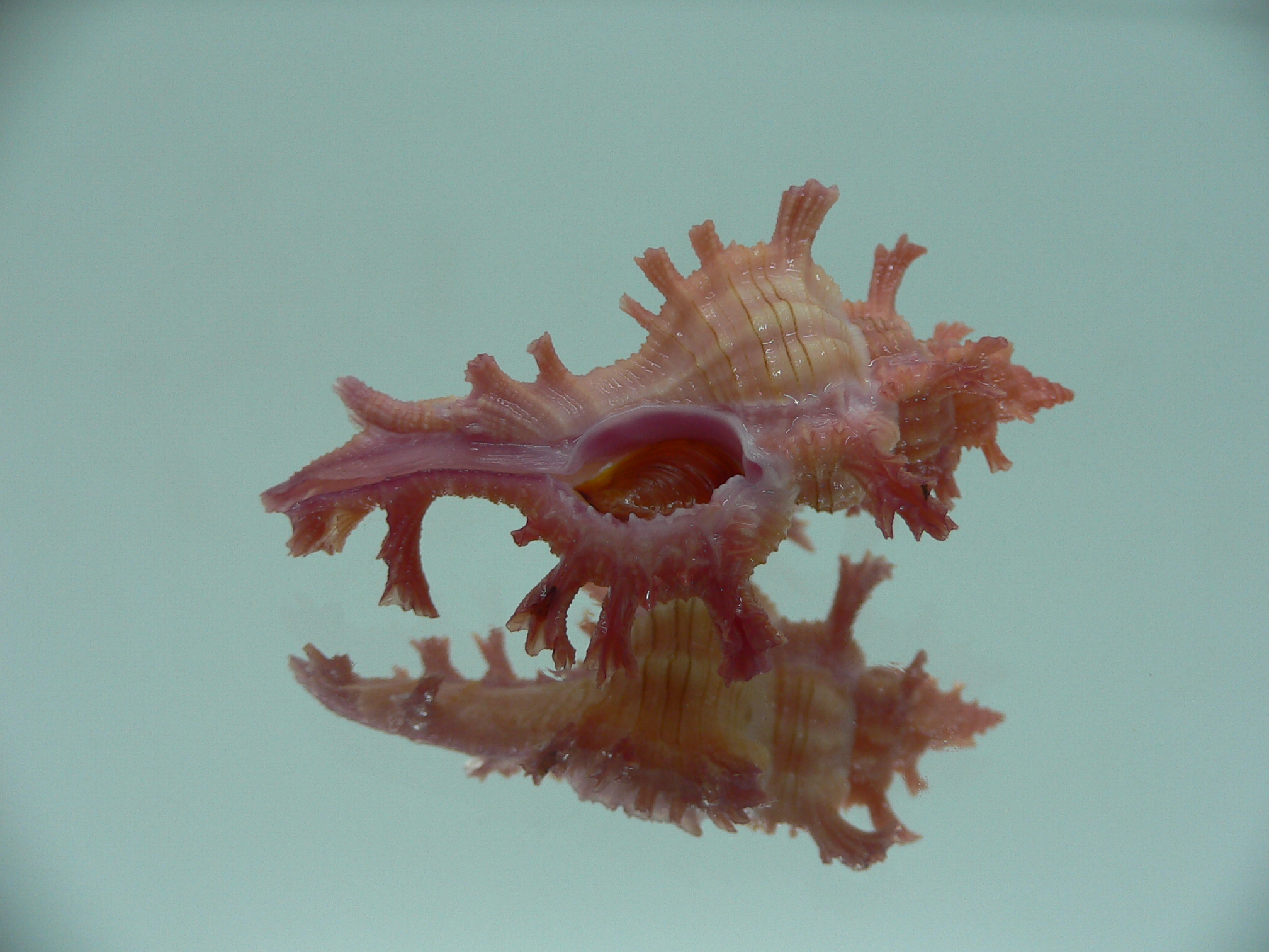 Chicoreus nobilis SUPER IDEAL