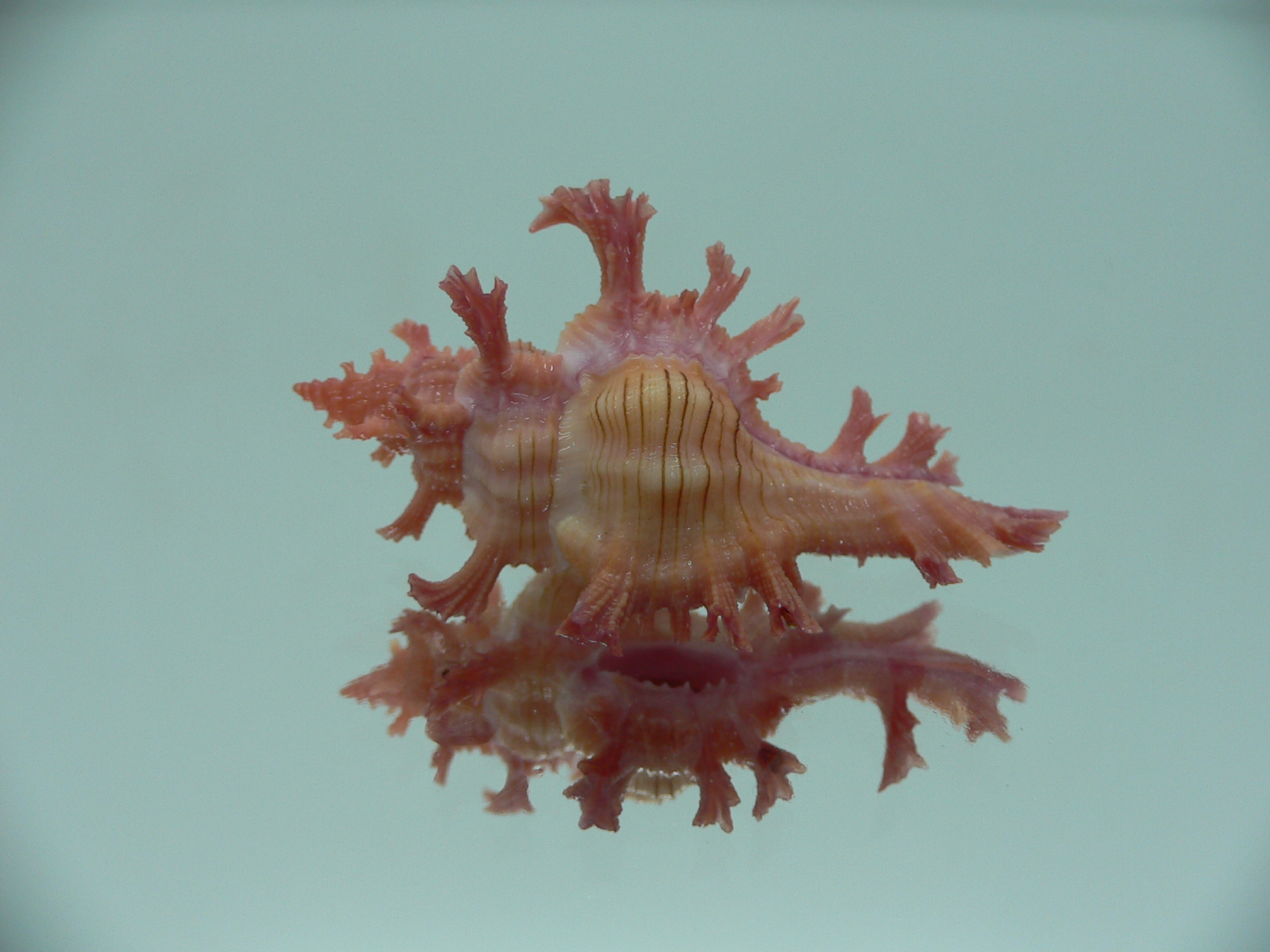 Chicoreus nobilis SUPER IDEAL