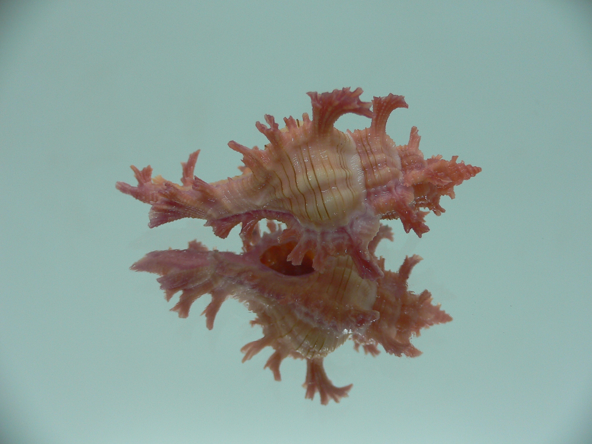 Chicoreus nobilis SUPER IDEAL