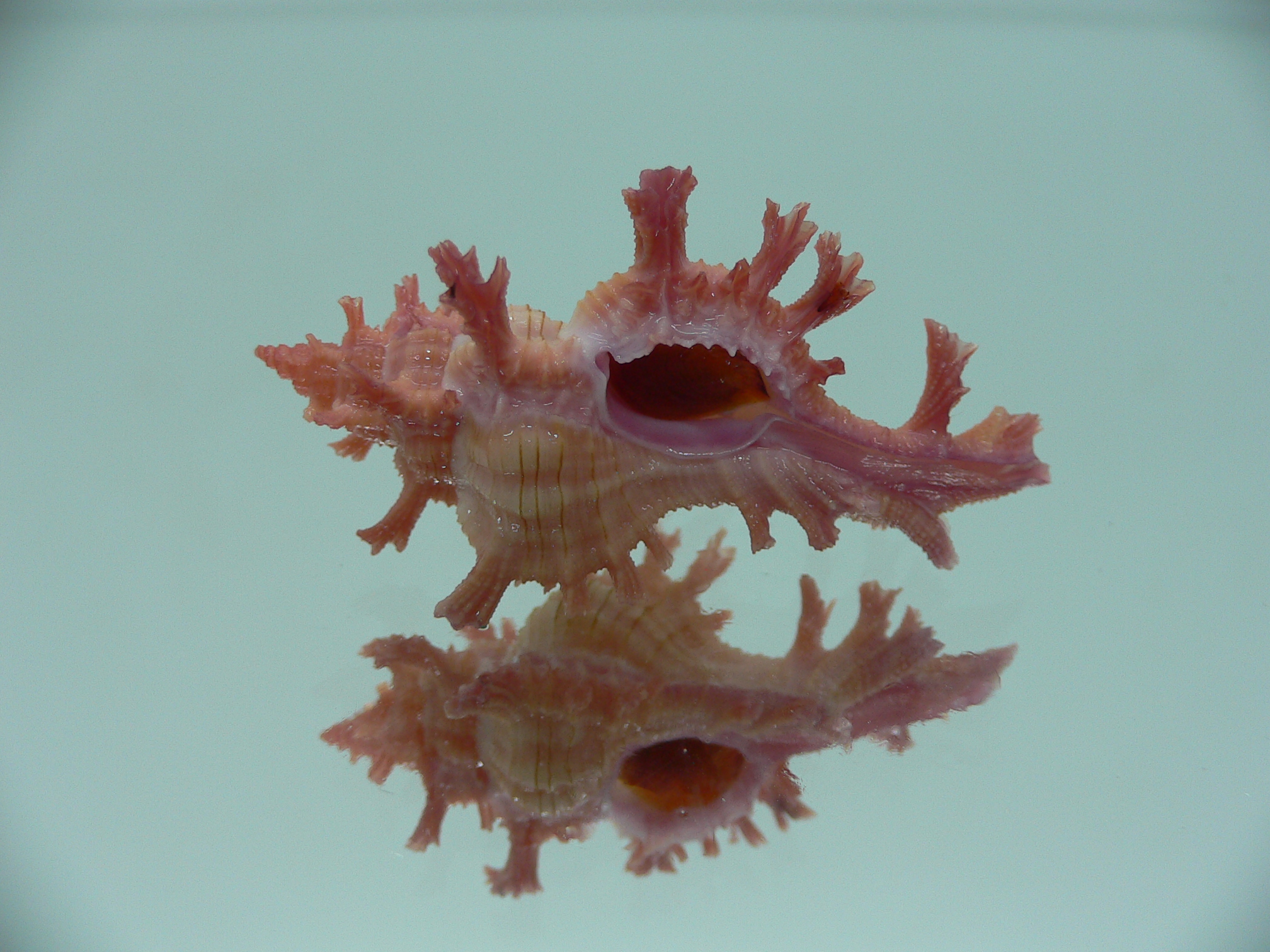 Chicoreus nobilis SUPER IDEAL