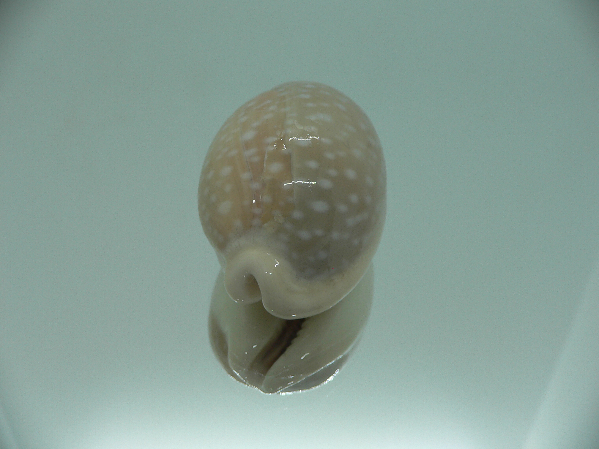 Cypraea camelopardalis camelopardalis CALLOUSED & ELONGATE