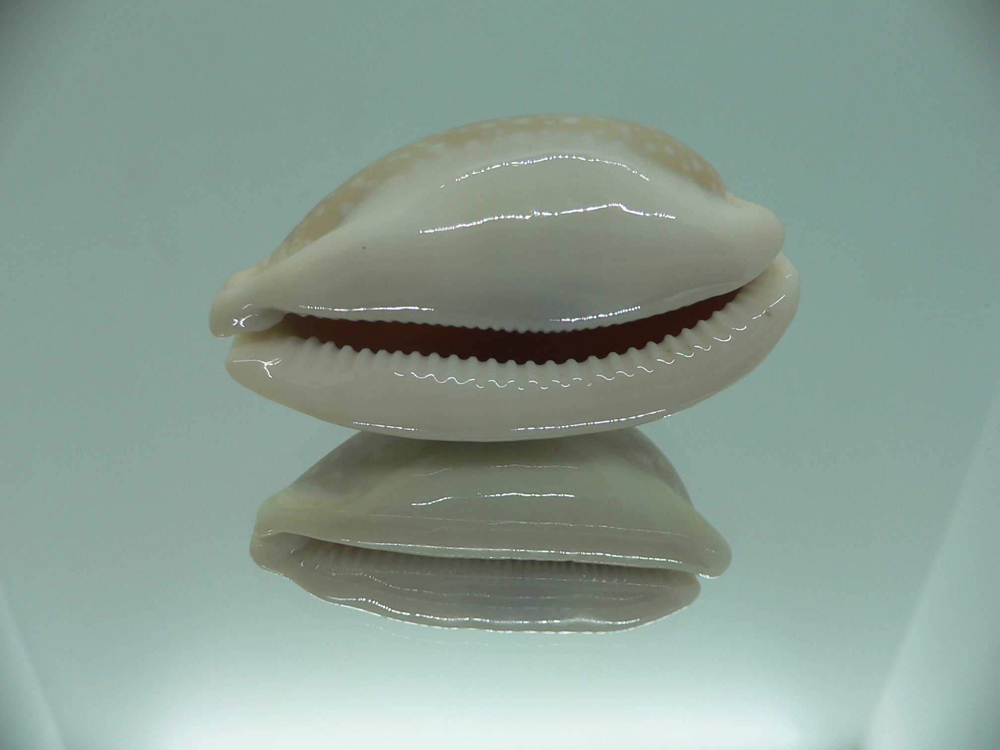 Cypraea camelopardalis camelopardalis CALLOUSED & ELONGATE