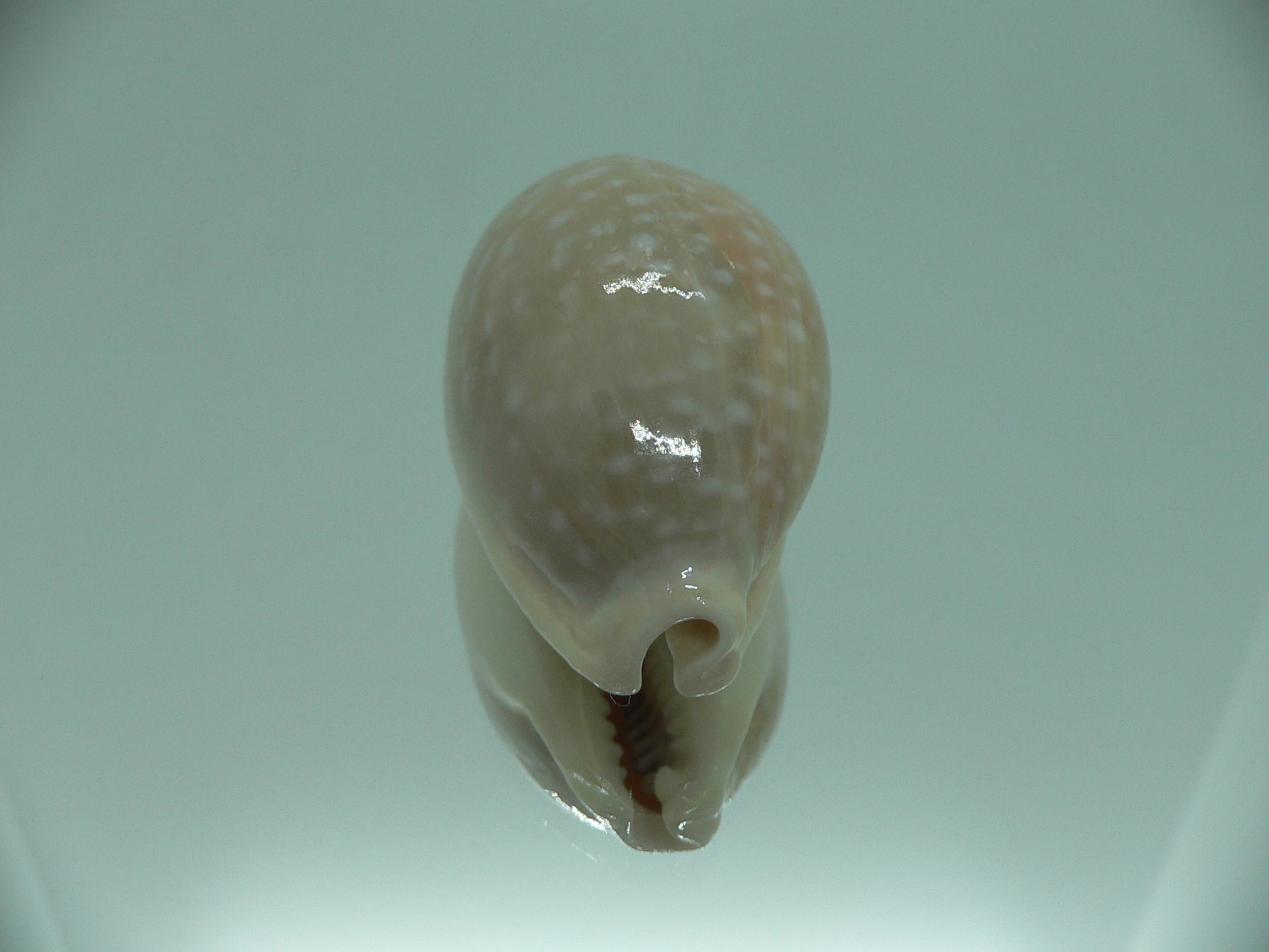 Cypraea camelopardalis camelopardalis CALLOUSED & ELONGATE