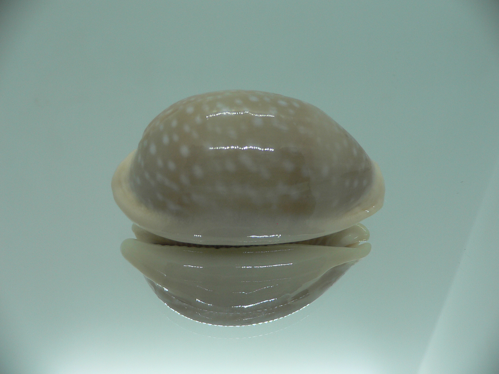 Cypraea camelopardalis camelopardalis CALLOUSED & ELONGATE
