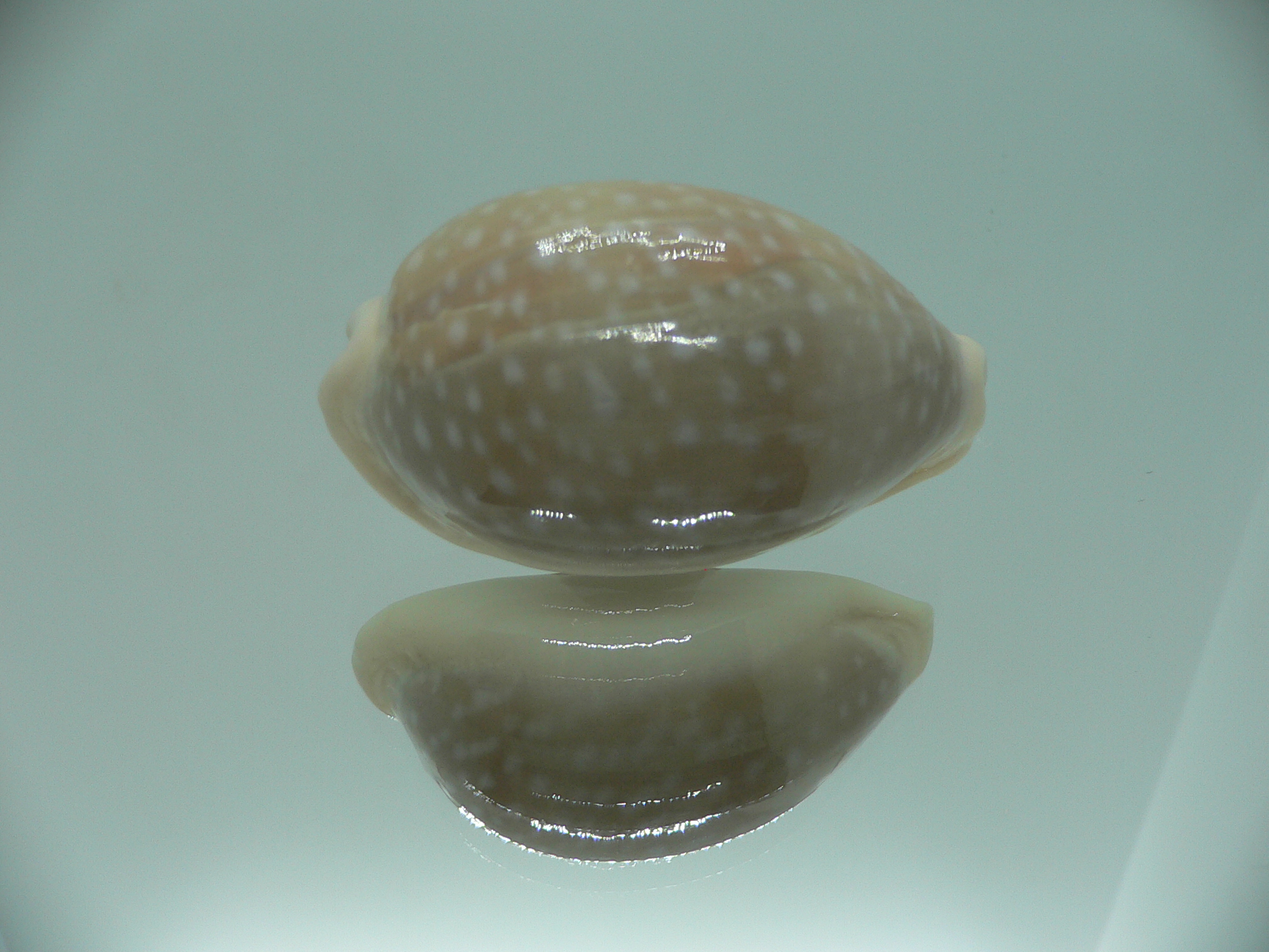 Cypraea camelopardalis camelopardalis CALLOUSED & ELONGATE
