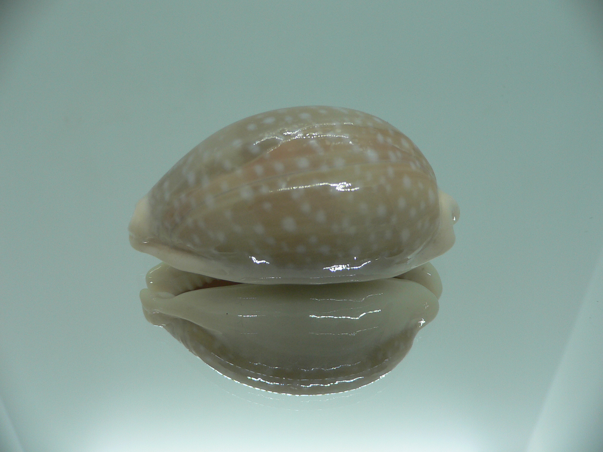 Cypraea camelopardalis camelopardalis CALLOUSED & ELONGATE