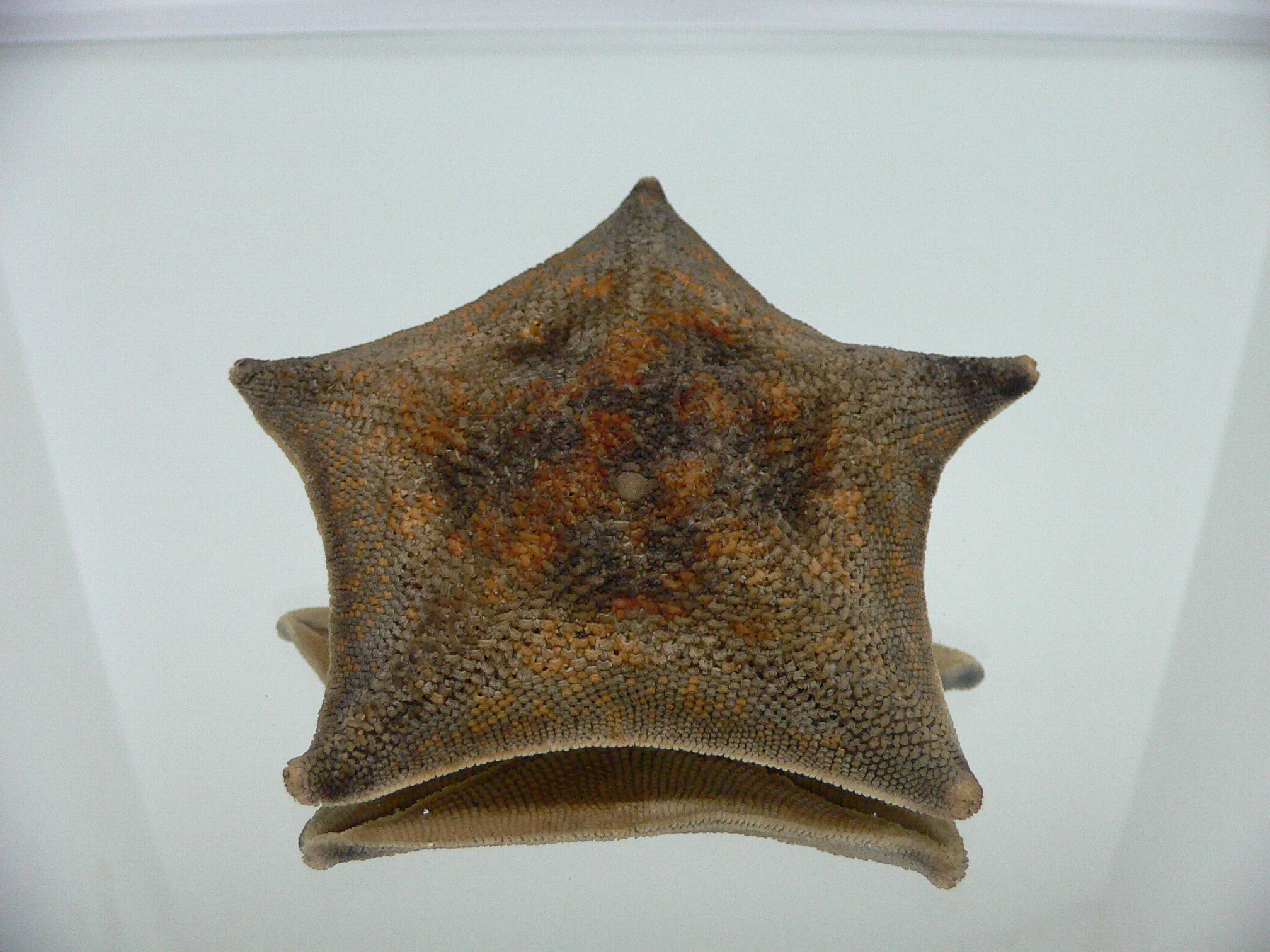 Patiria pectinifera 9