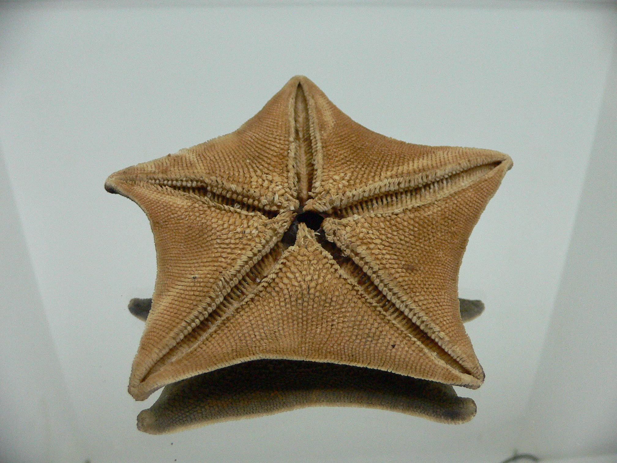 Patiria pectinifera 9