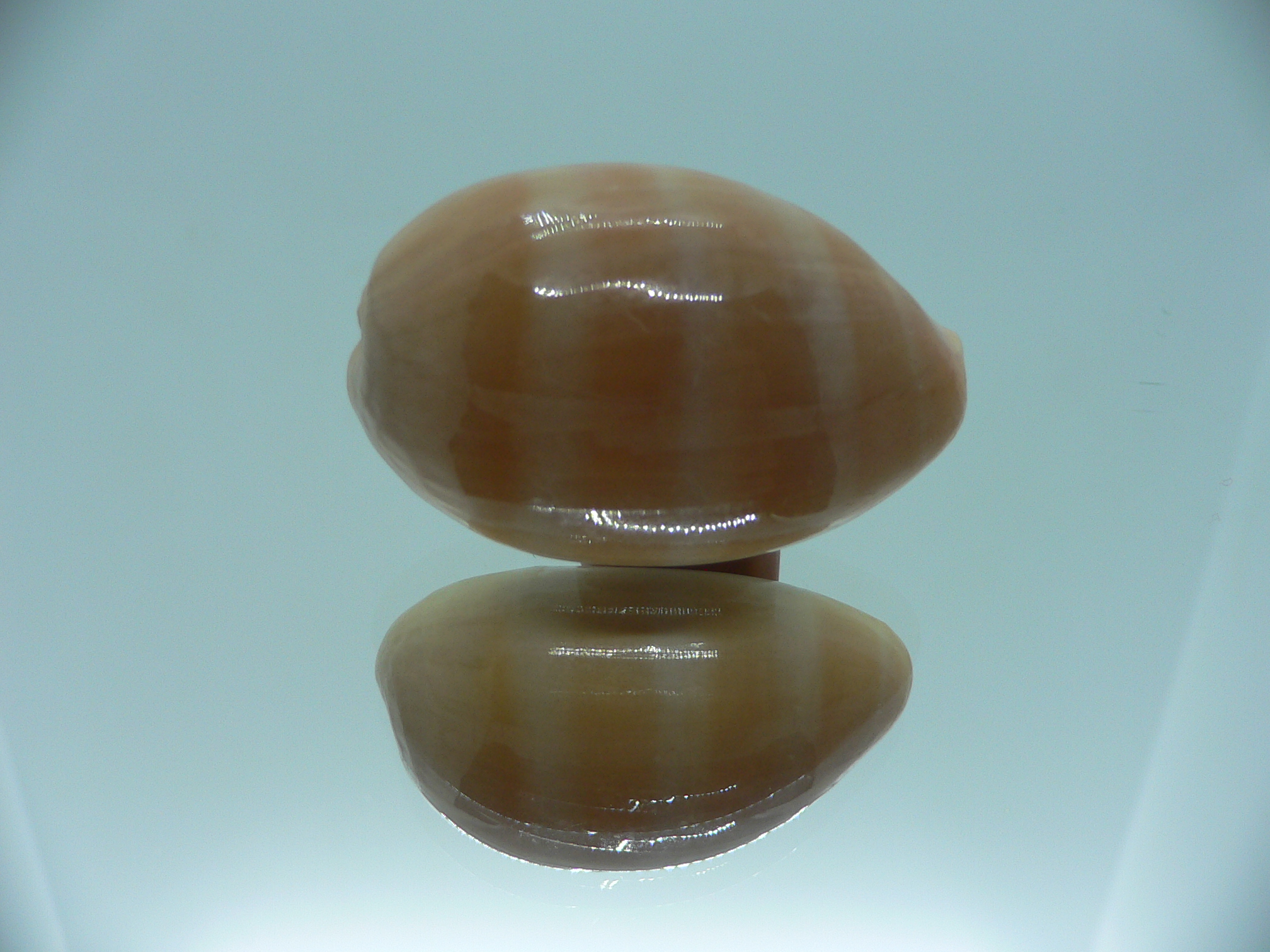 Cypraea carneola carneola GLOBOSE