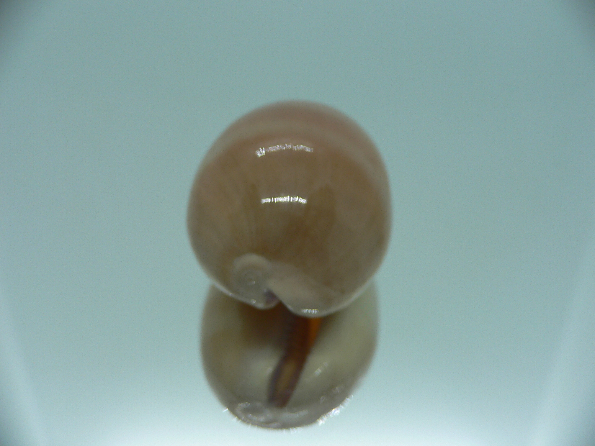 Cypraea carneola carneola GLOBOSE