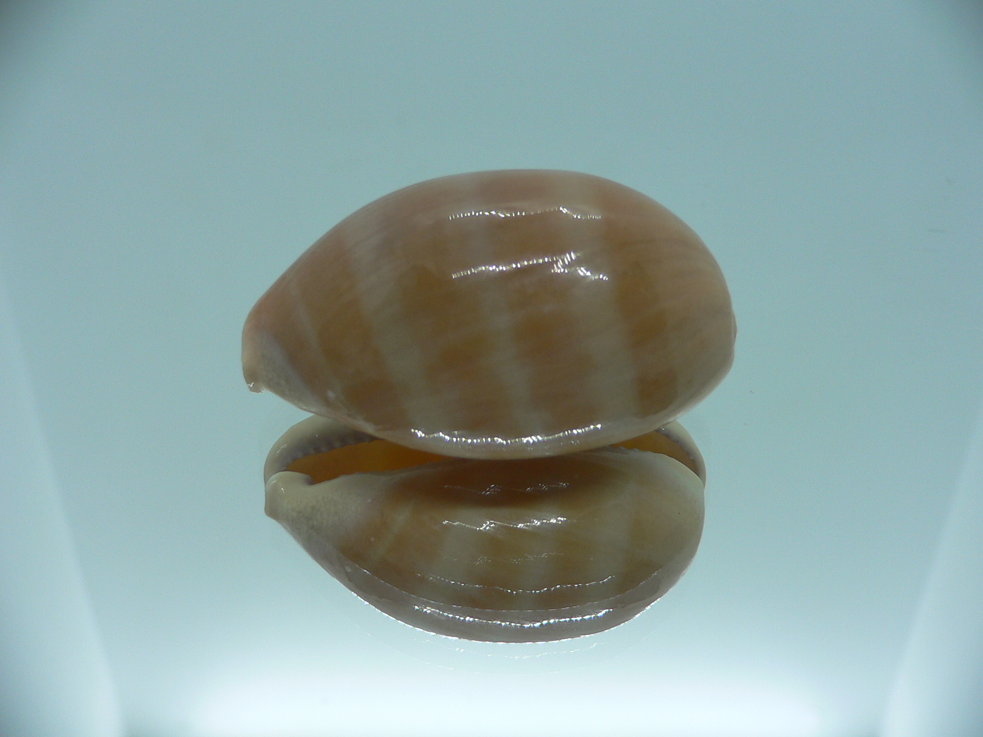 Cypraea carneola carneola GLOBOSE
