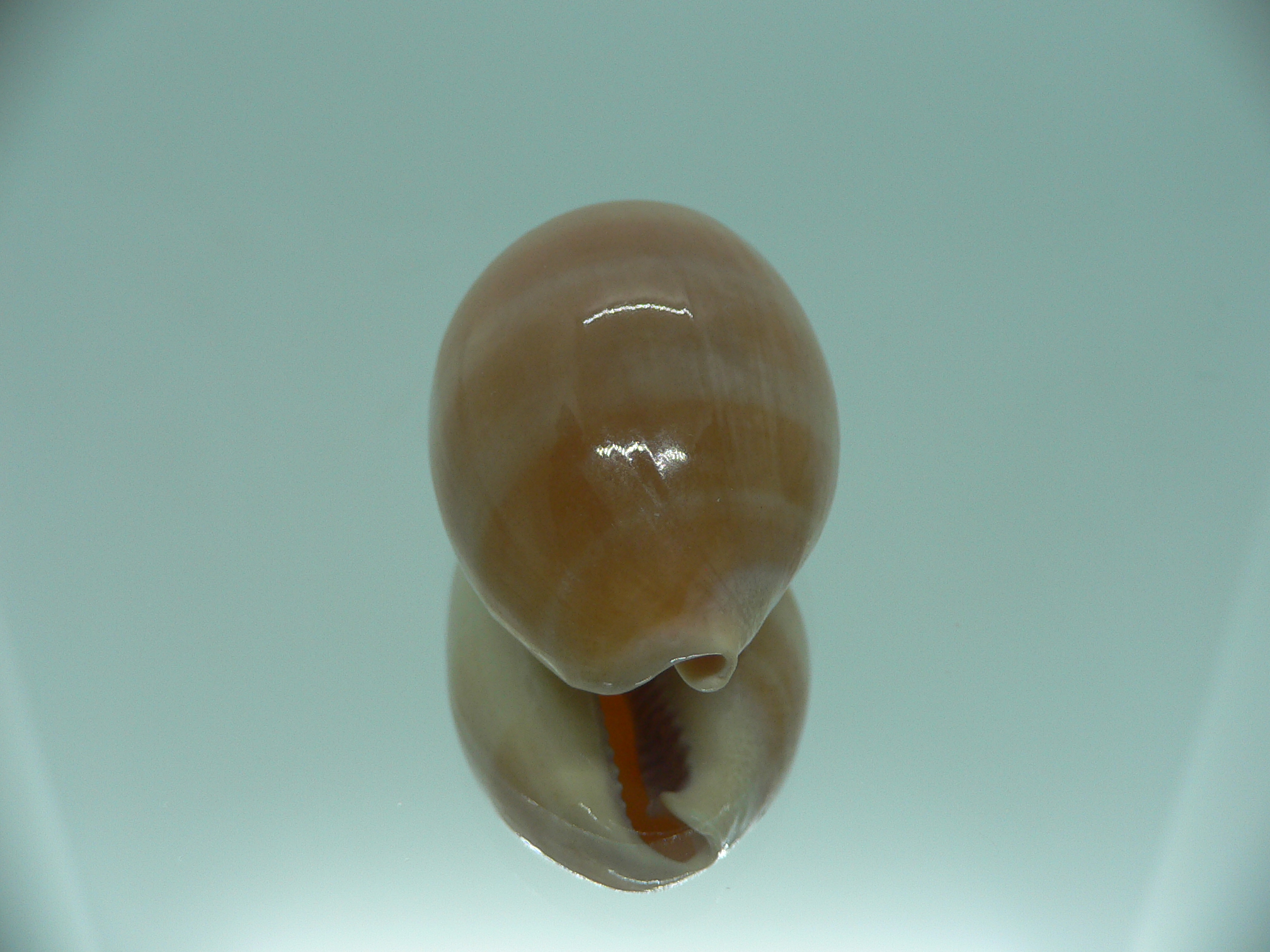 Cypraea carneola carneola GLOBOSE