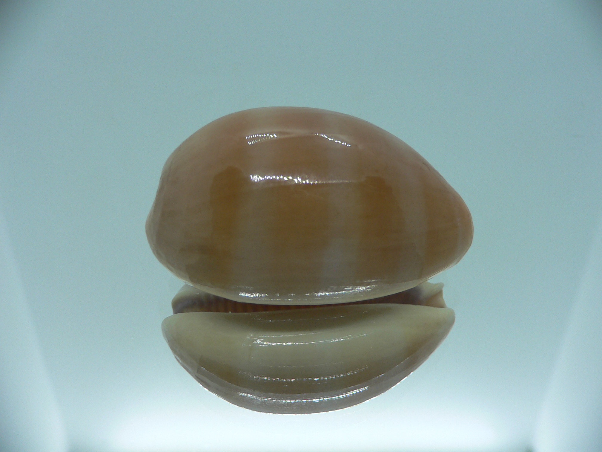 Cypraea carneola carneola GLOBOSE