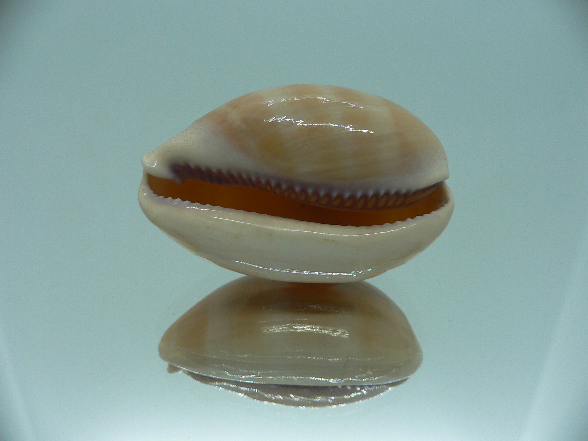 Cypraea carneola carneola GLOBOSE