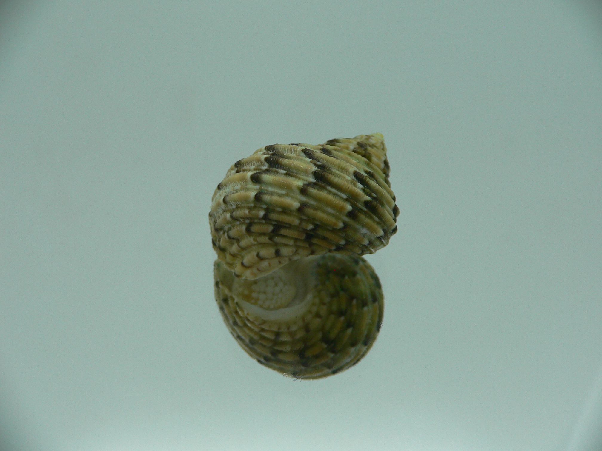 Turbo kenwilliamsi ENDEMIC DWARF
