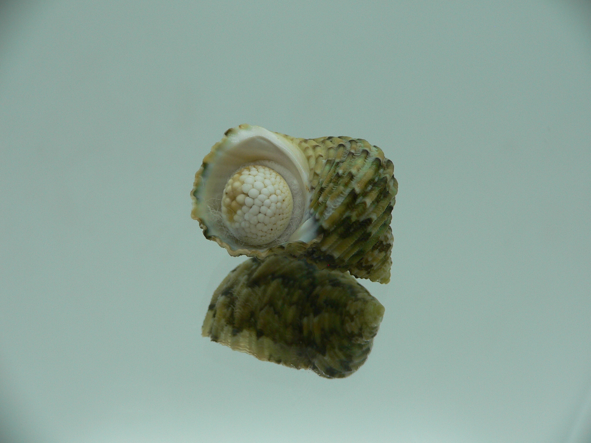 Turbo kenwilliamsi ENDEMIC DWARF