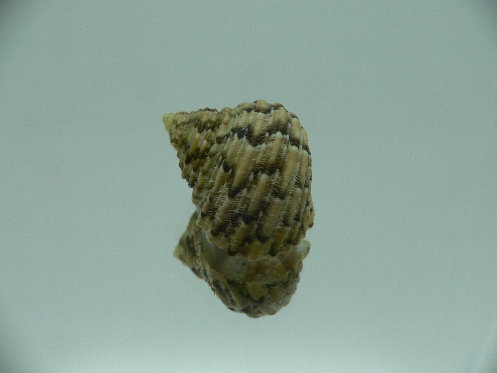Turbo kenwilliamsi ENDEMIC DWARF