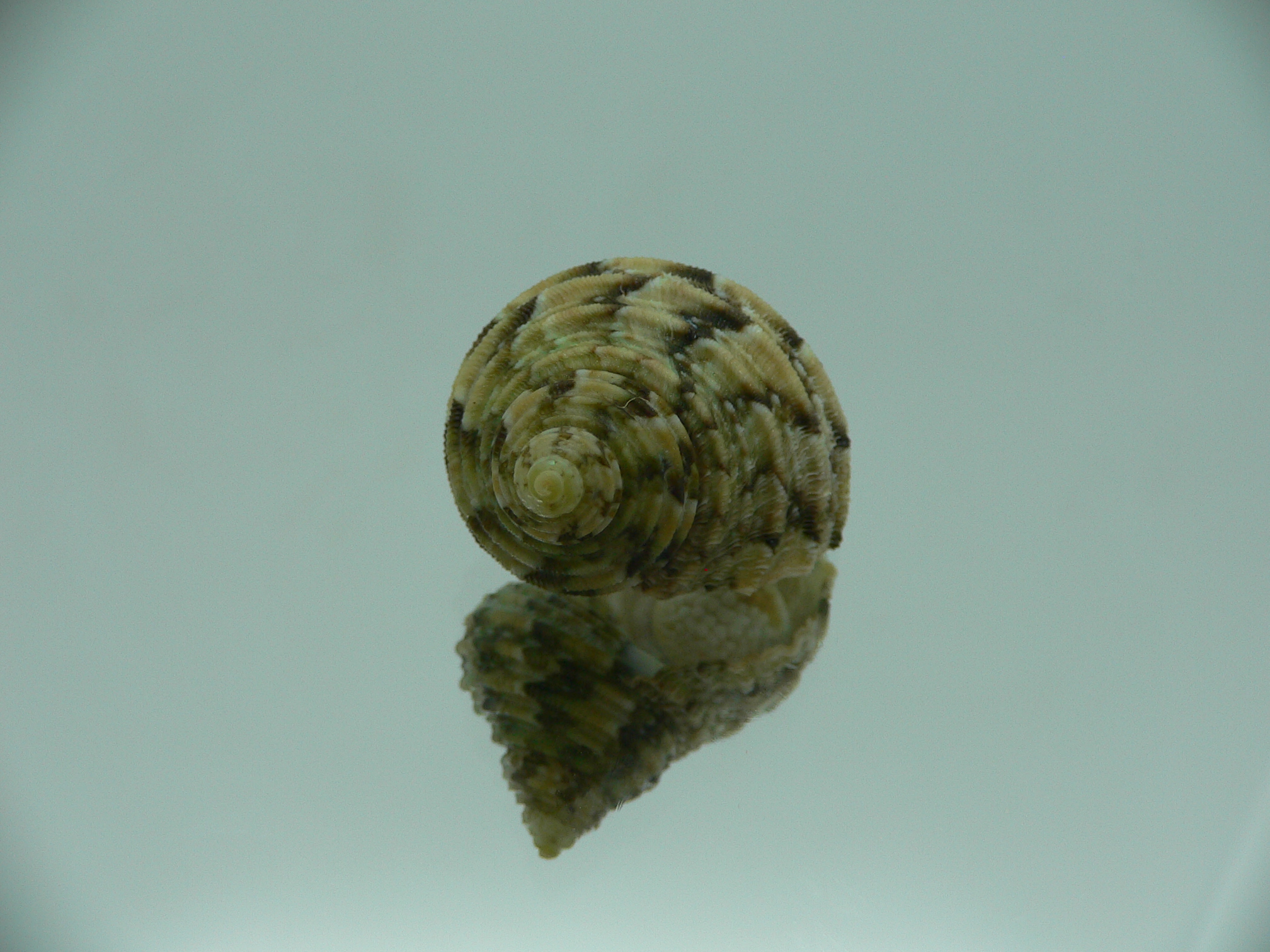 Turbo kenwilliamsi ENDEMIC DWARF