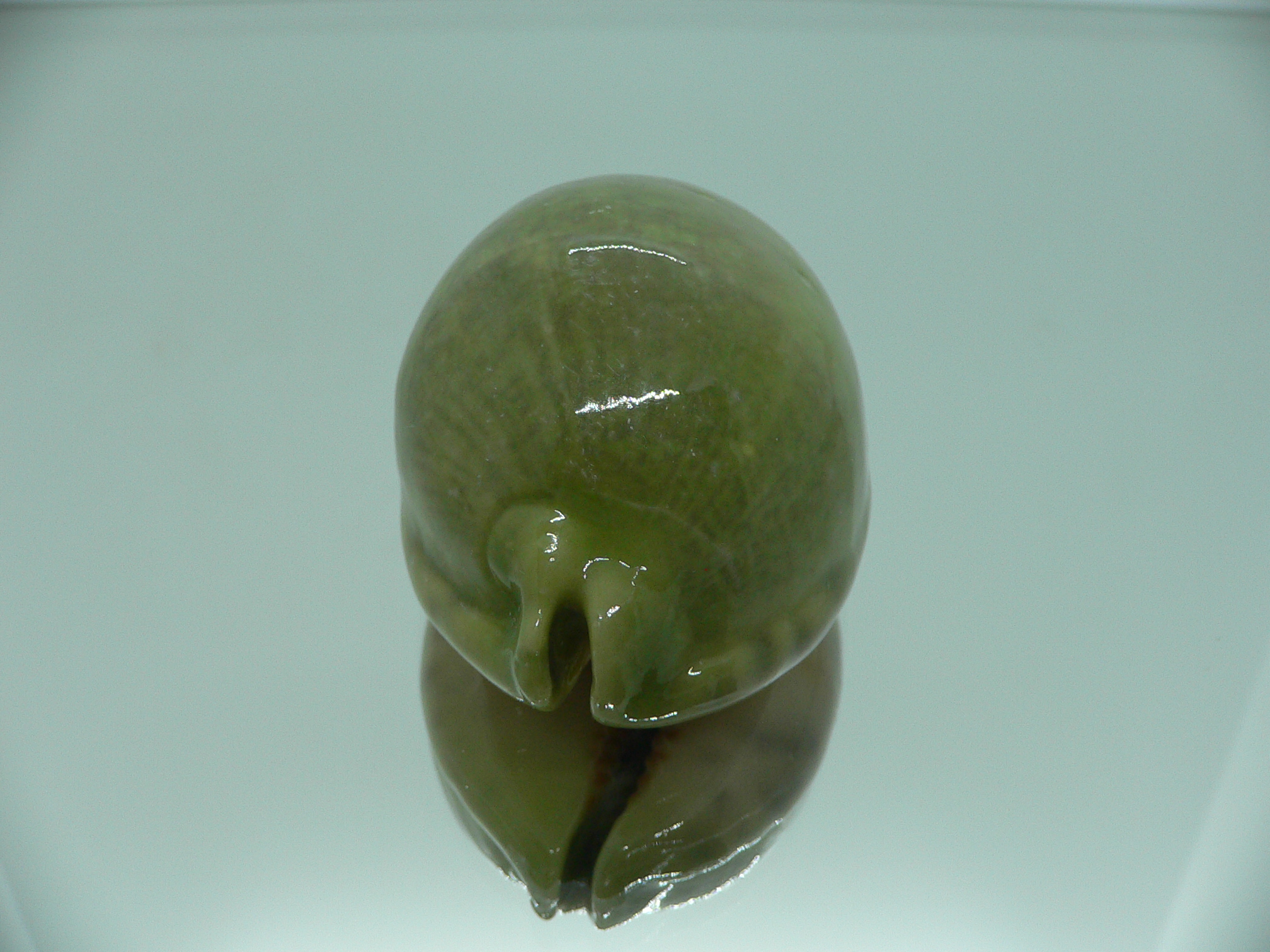 Cypraea arabica asiatica UNUSUAL