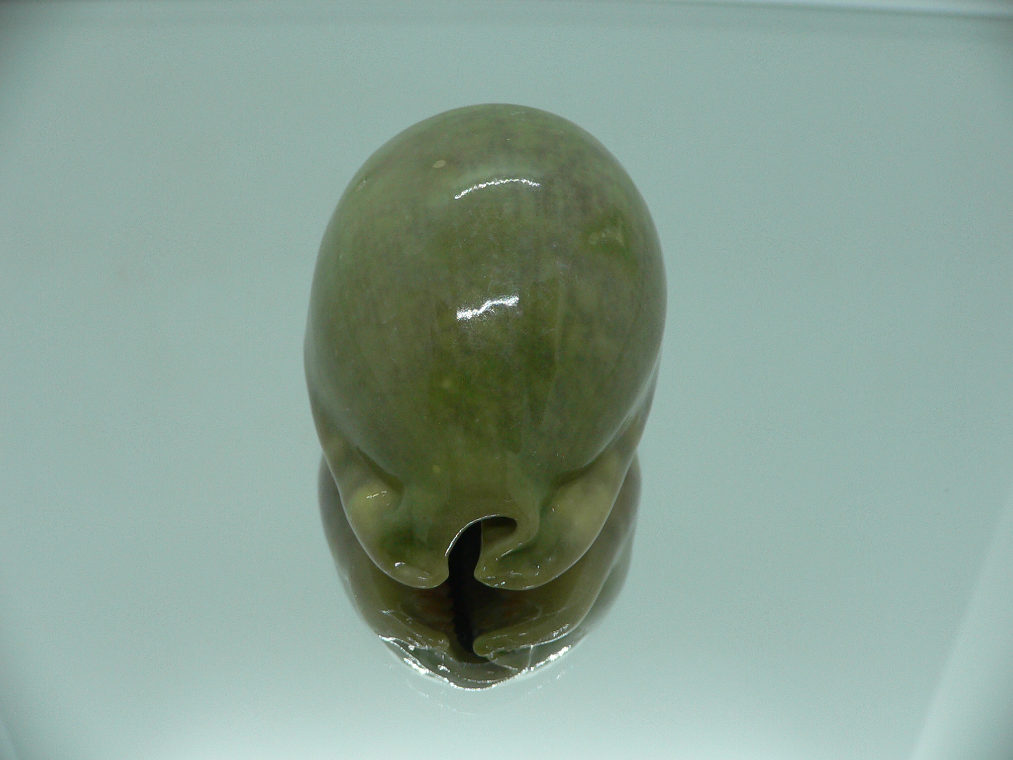 Cypraea arabica asiatica UNUSUAL