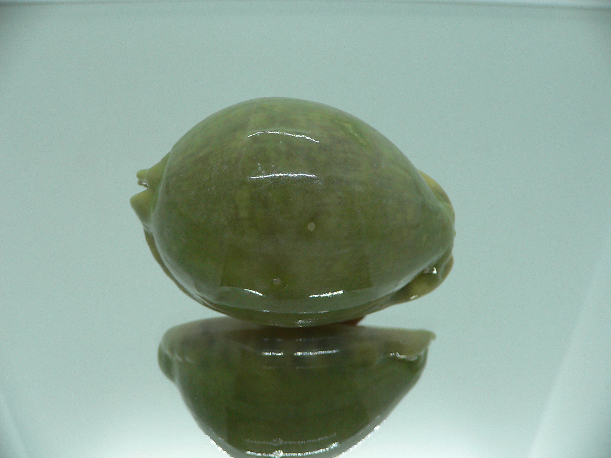 Cypraea arabica asiatica UNUSUAL