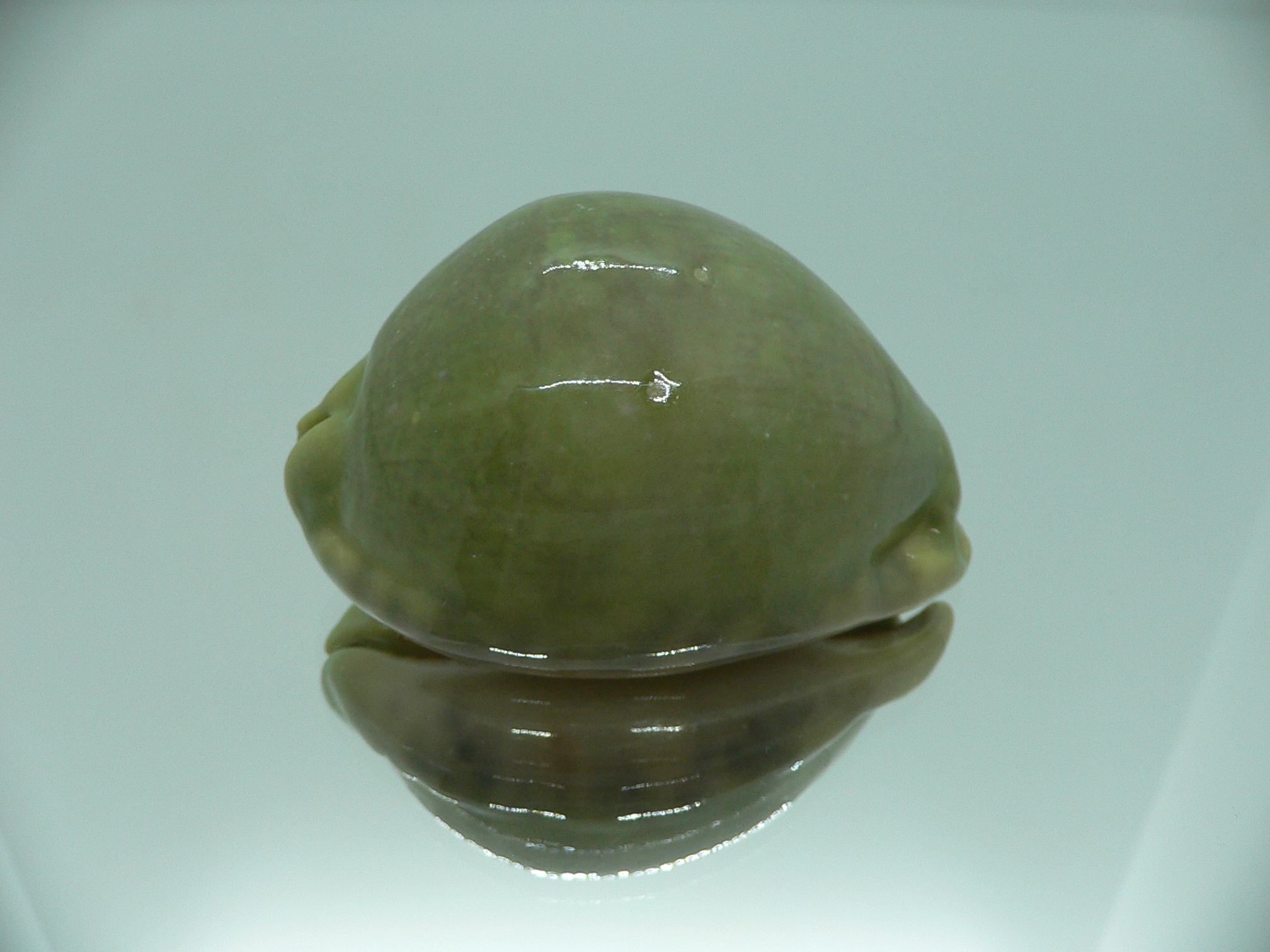 Cypraea arabica asiatica UNUSUAL