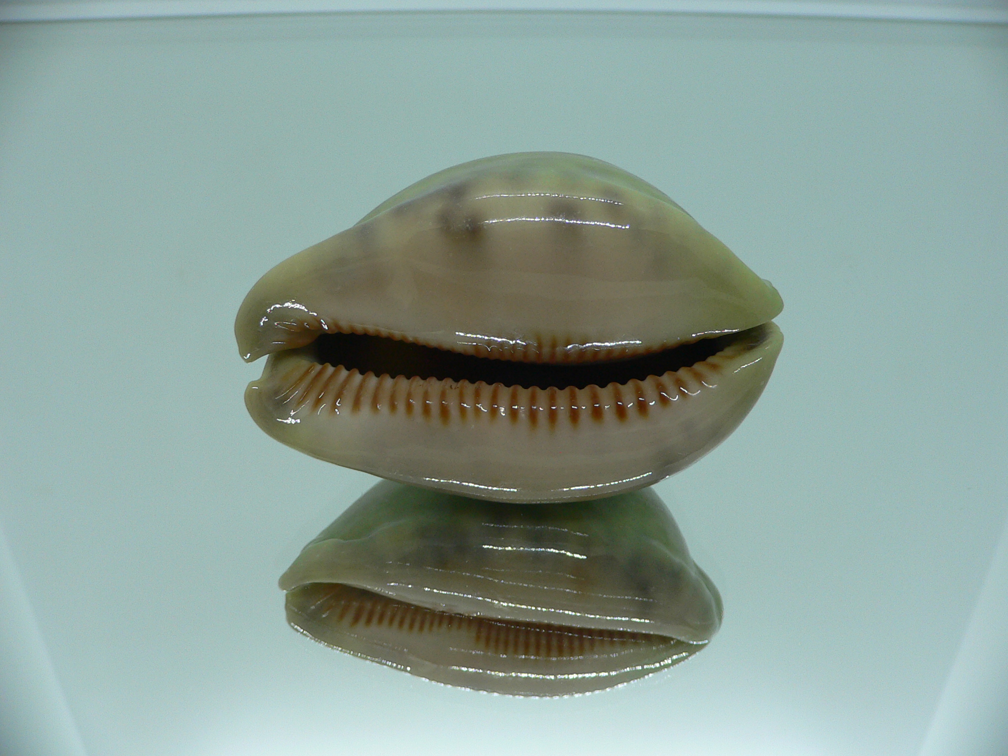 Cypraea arabica asiatica UNUSUAL