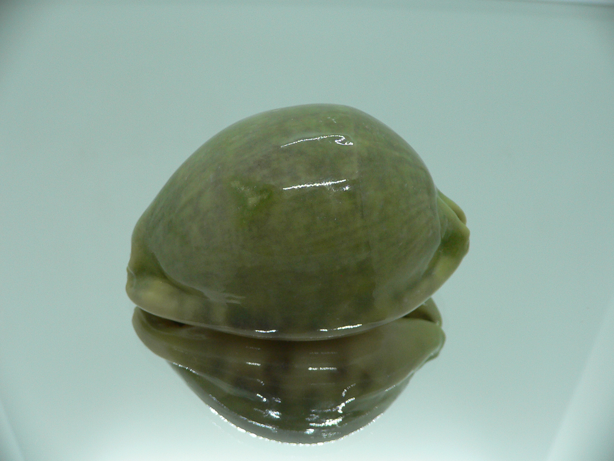 Cypraea arabica asiatica UNUSUAL