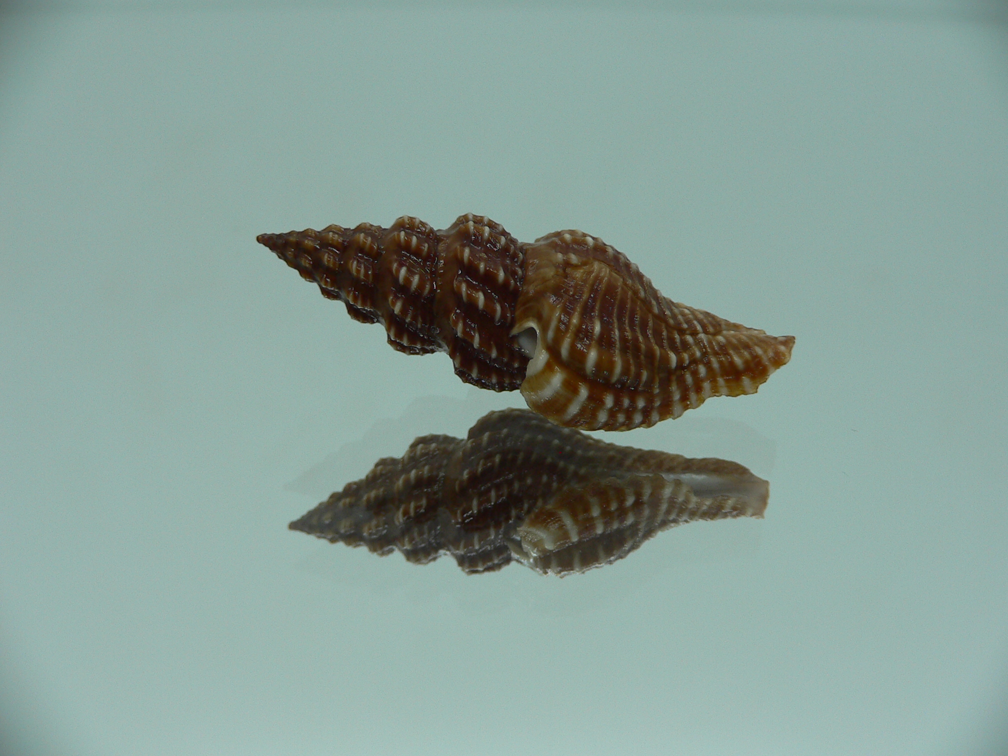 Cheungbeia kawamurai MOTLEY