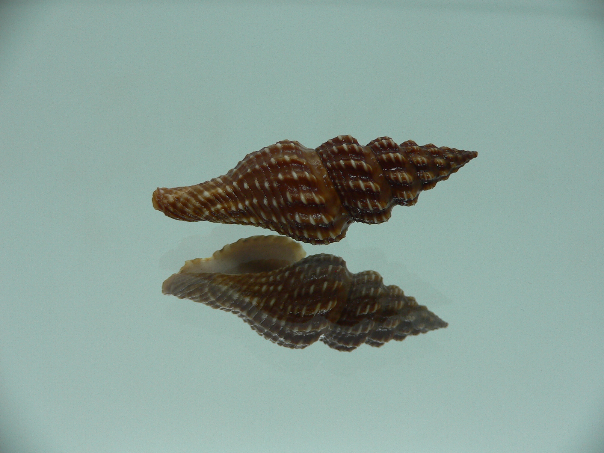 Cheungbeia kawamurai MOTLEY