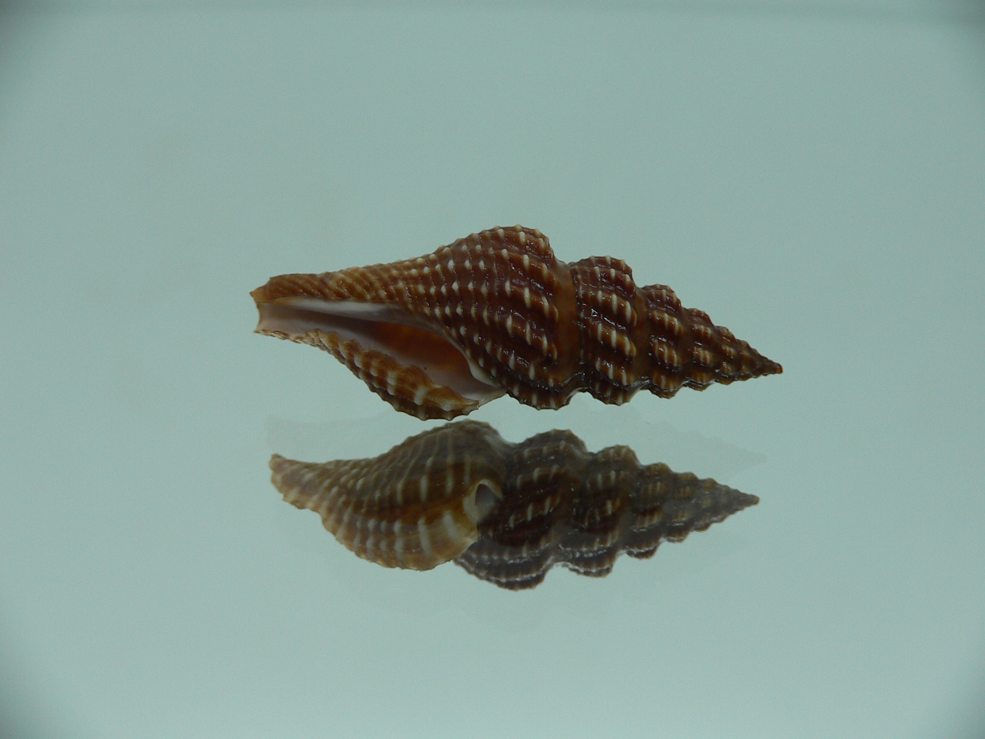 Cheungbeia kawamurai MOTLEY