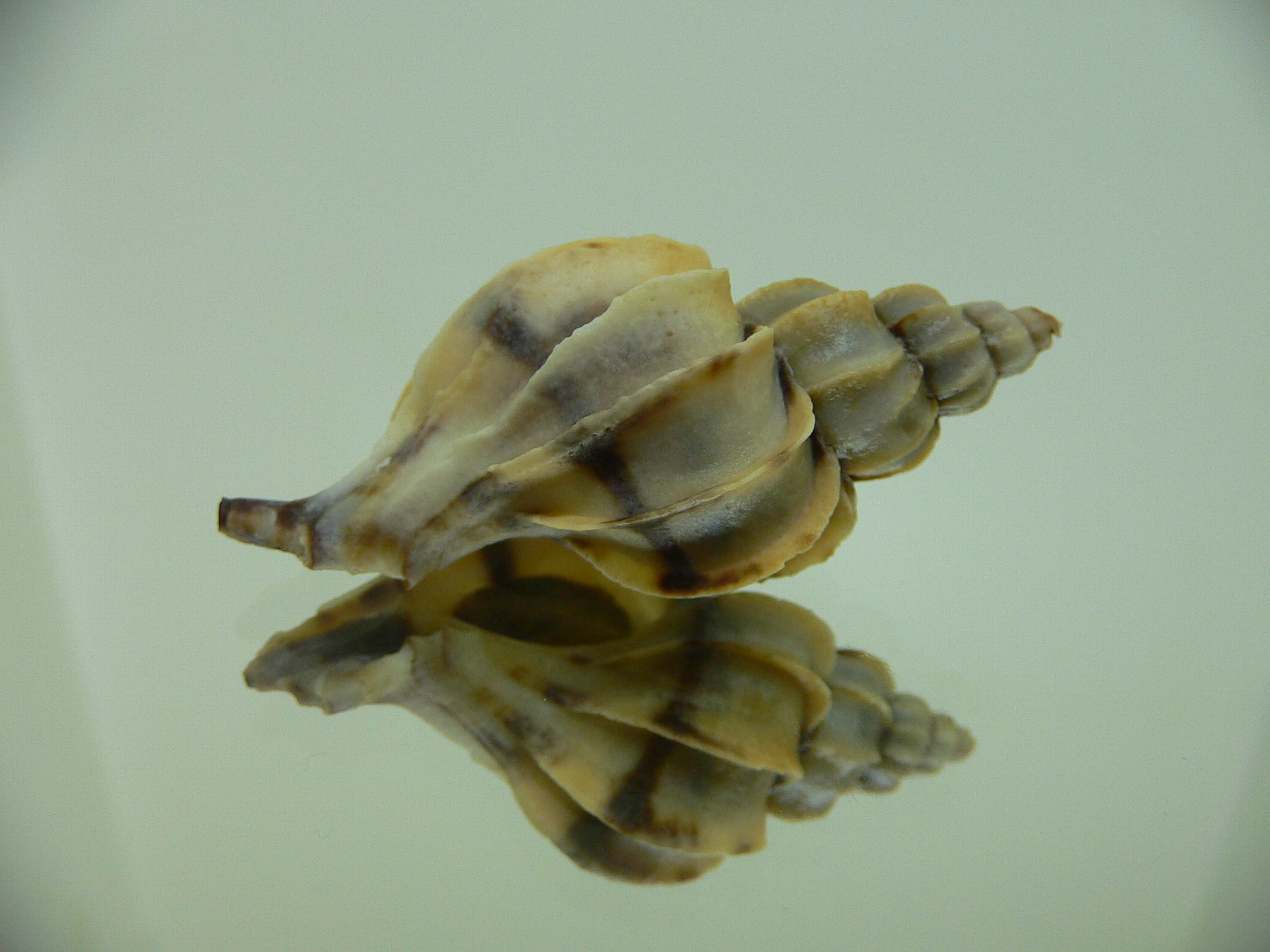Boreotrophon candelabrum WITH STRIPE