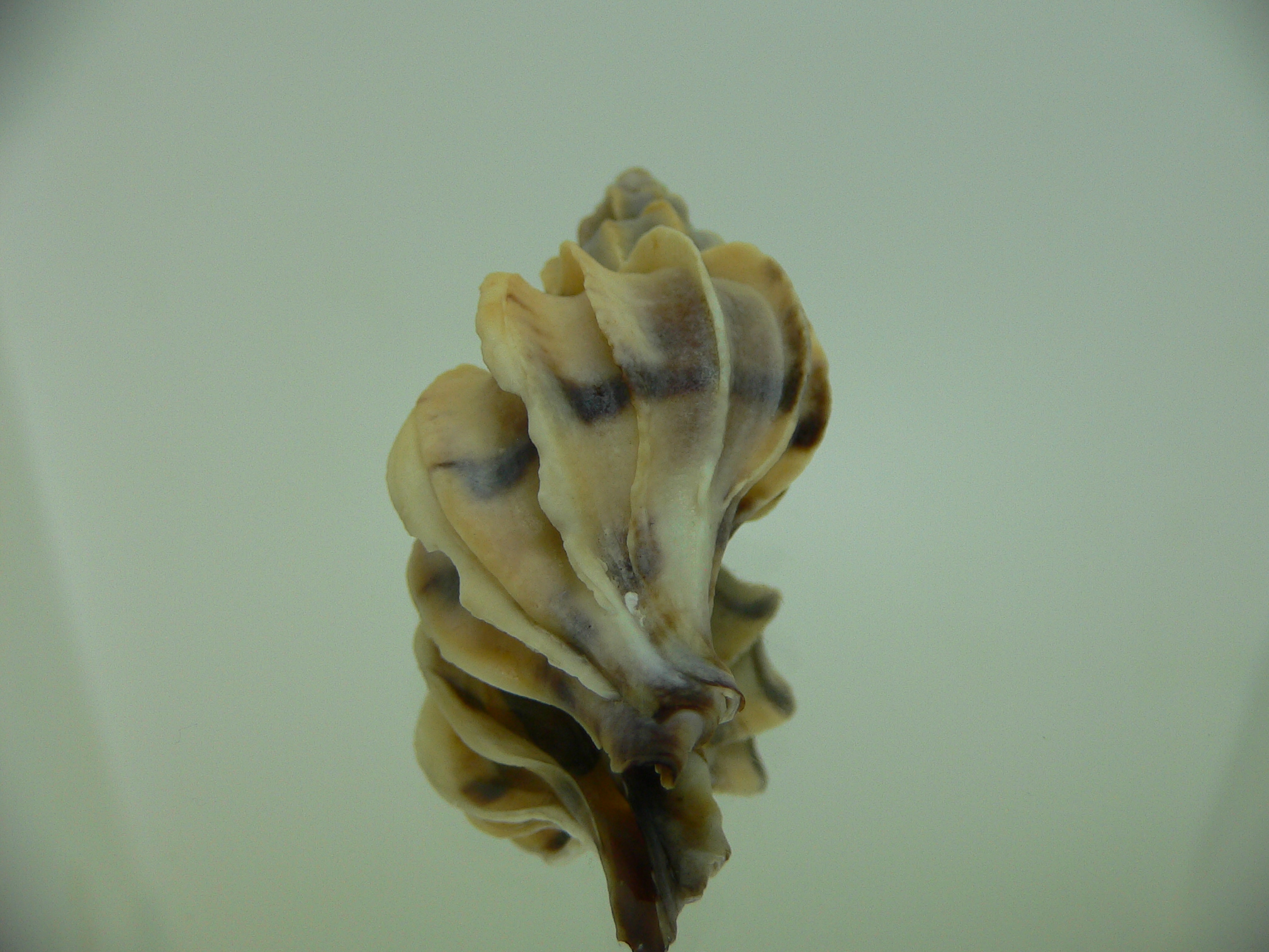 Boreotrophon candelabrum WITH STRIPE