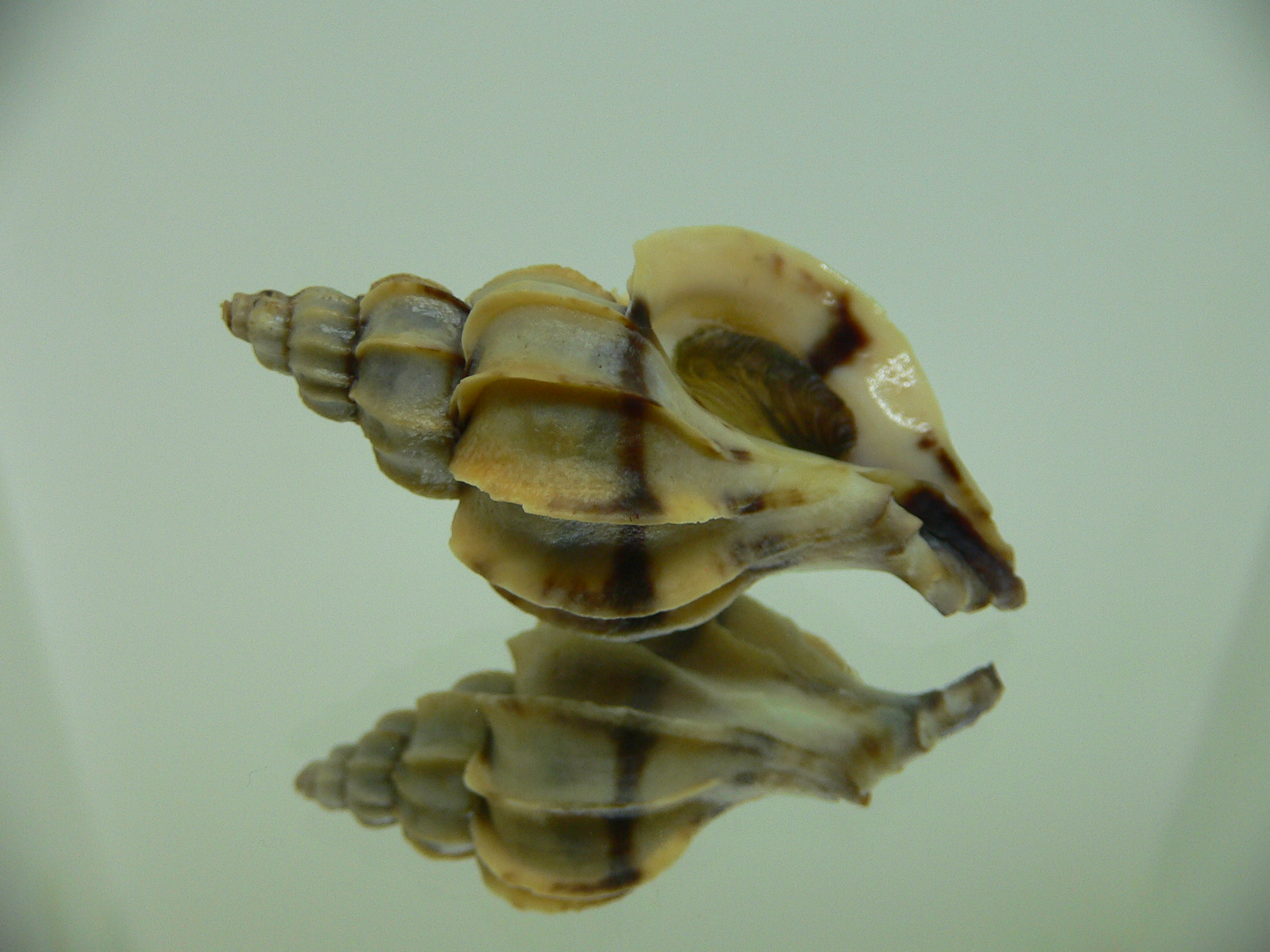 Boreotrophon candelabrum WITH STRIPE