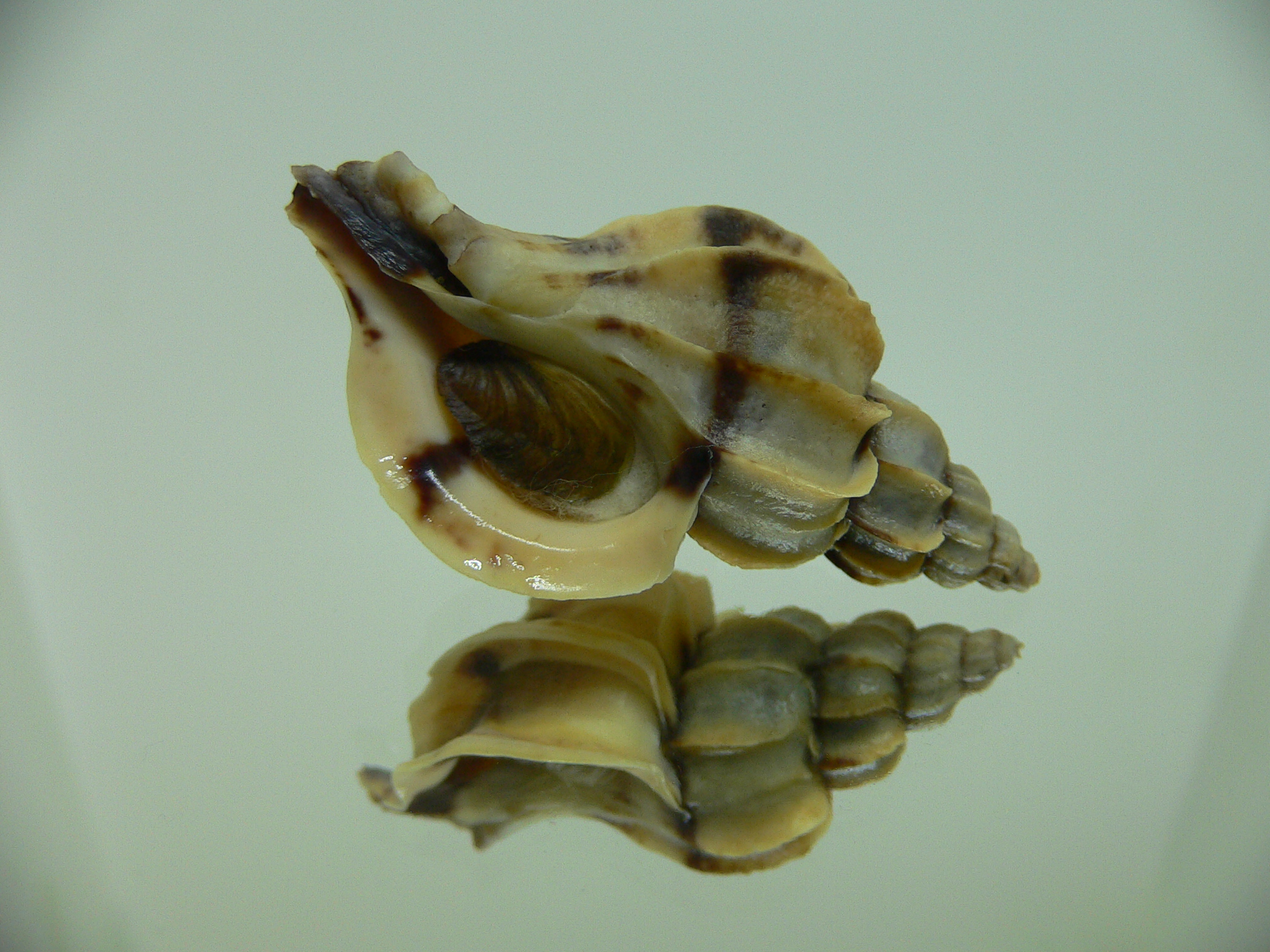 Boreotrophon candelabrum WITH STRIPE