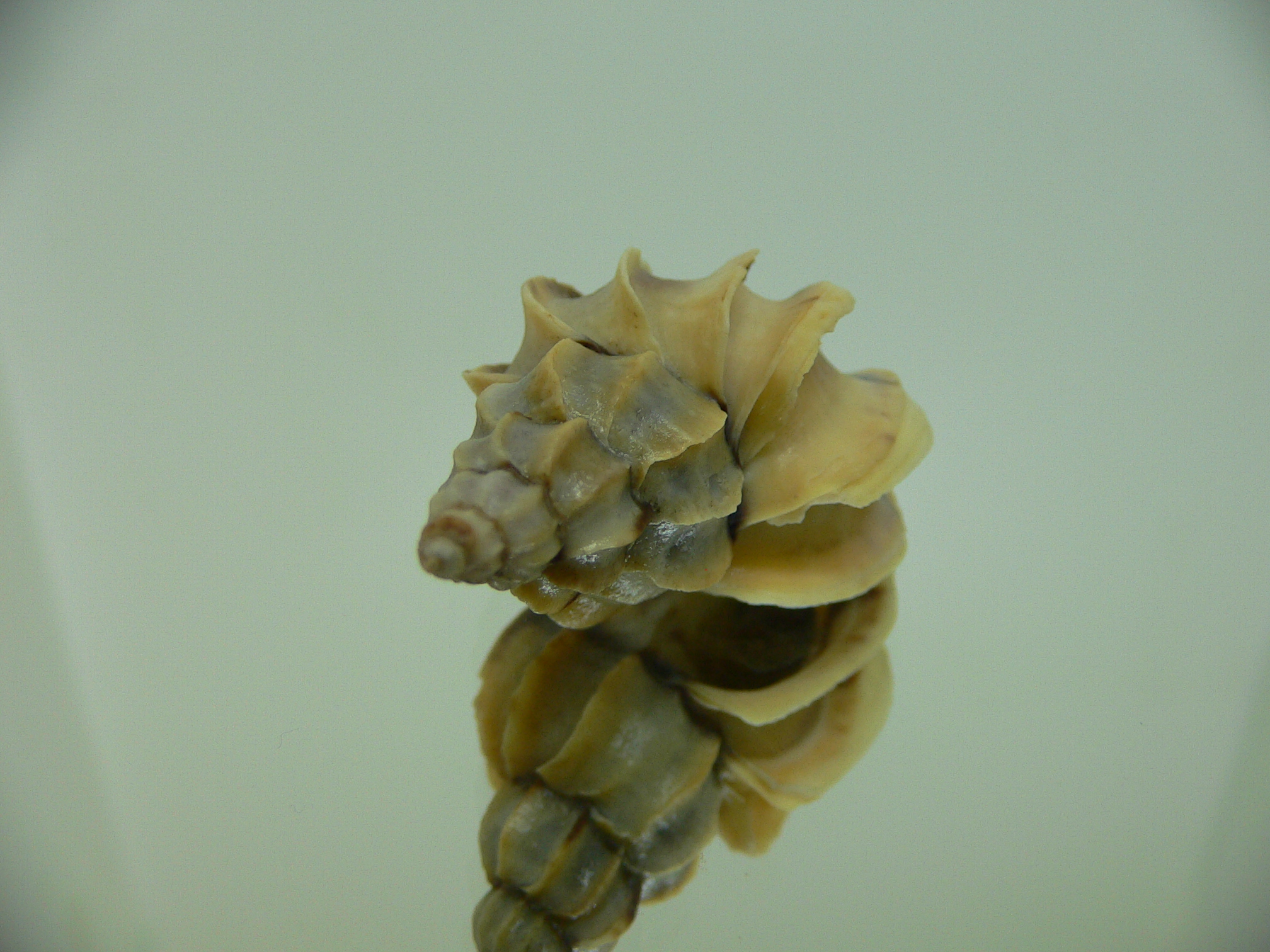 Boreotrophon candelabrum WITH STRIPE
