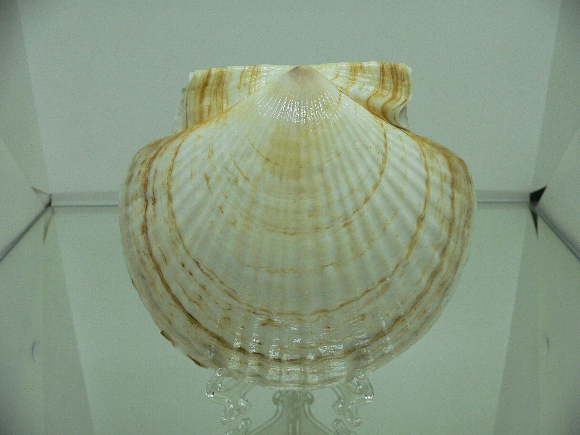 Patinopecten yessoensis GLOBOSE