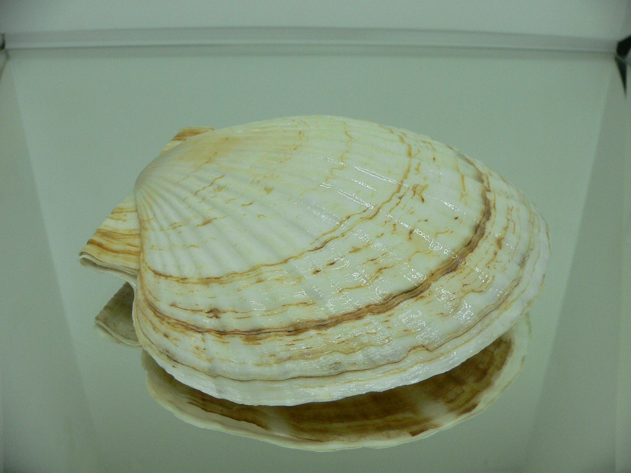 Patinopecten yessoensis GLOBOSE