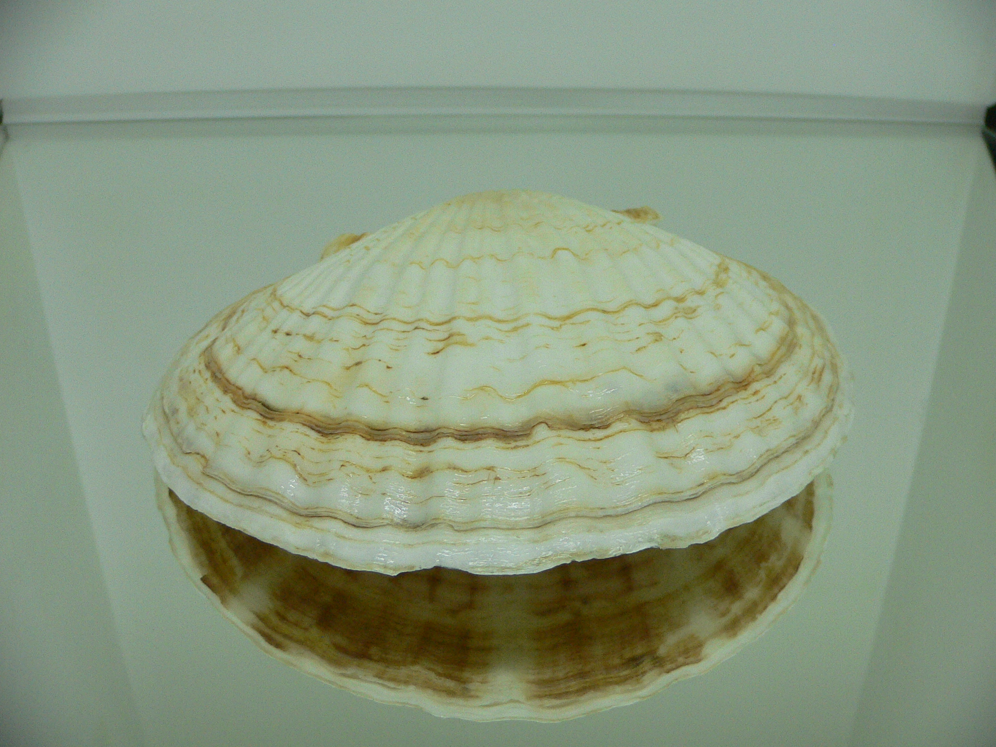 Patinopecten yessoensis GLOBOSE