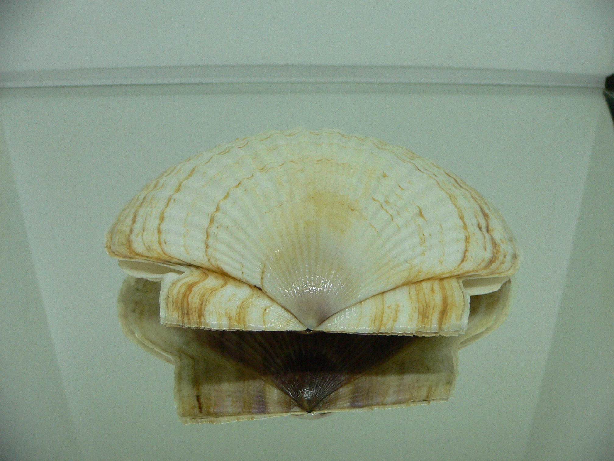 Patinopecten yessoensis GLOBOSE