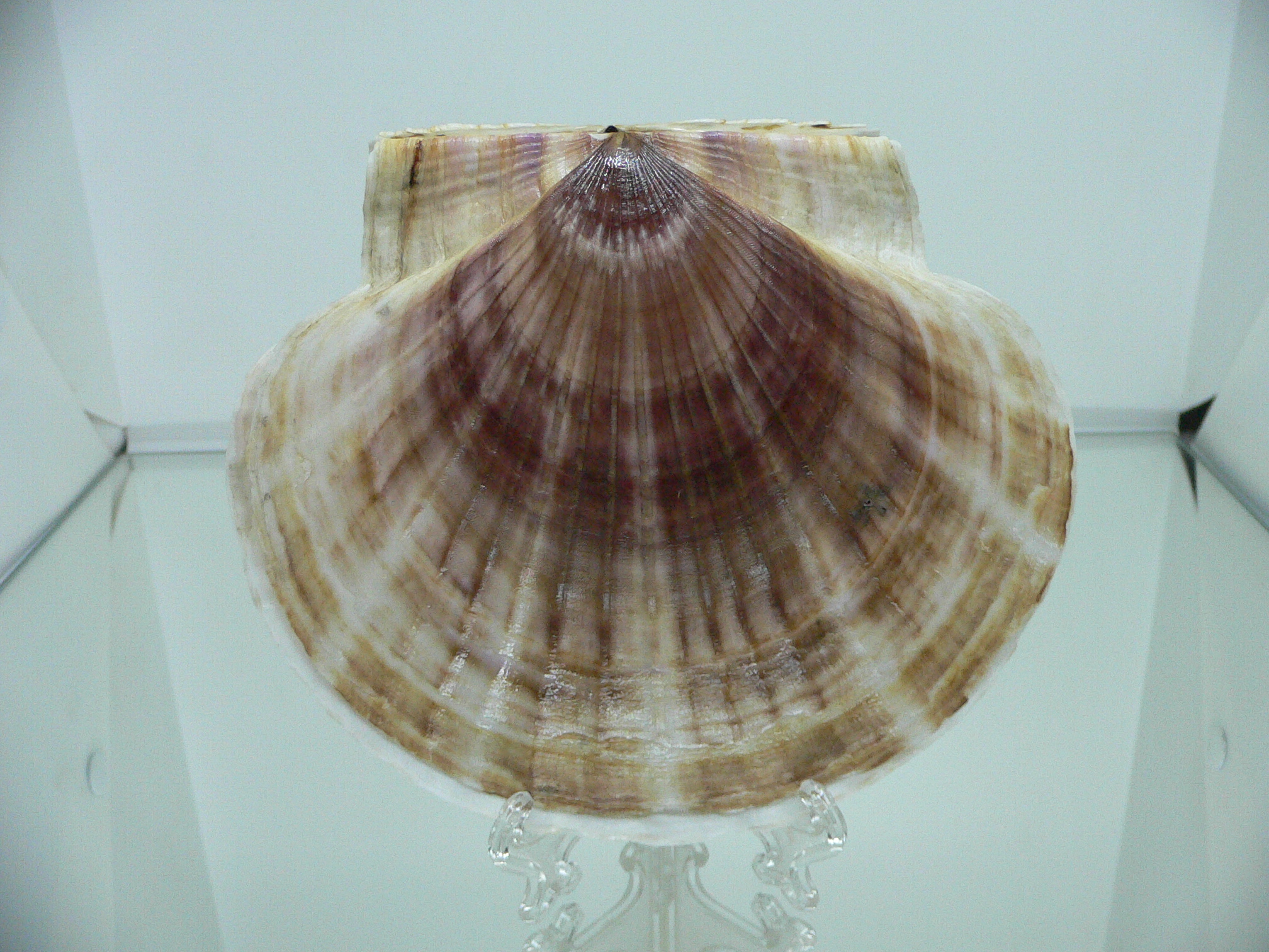 Patinopecten yessoensis GLOBOSE