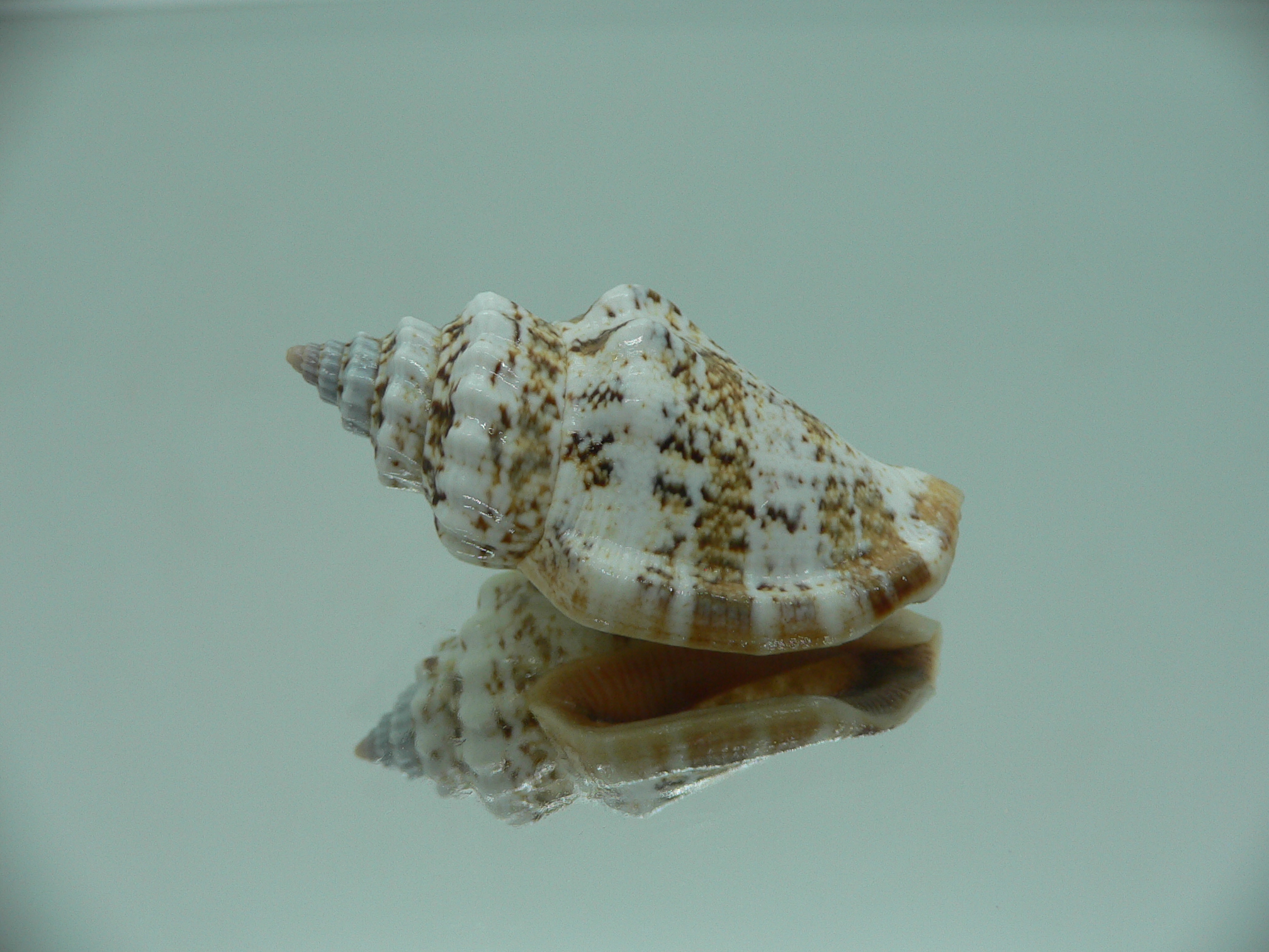 Canarium labiatum SUPER COLORING