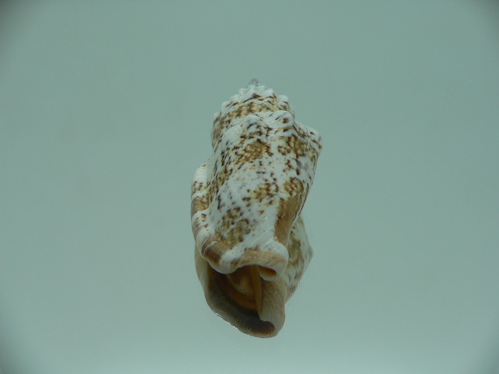 Canarium labiatum SUPER COLORING