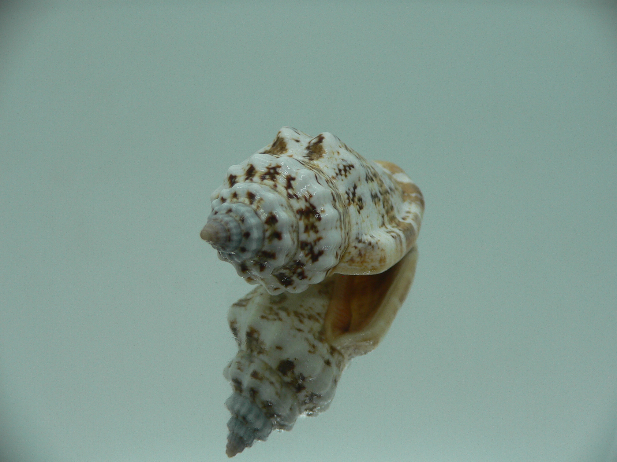 Canarium labiatum SUPER COLORING