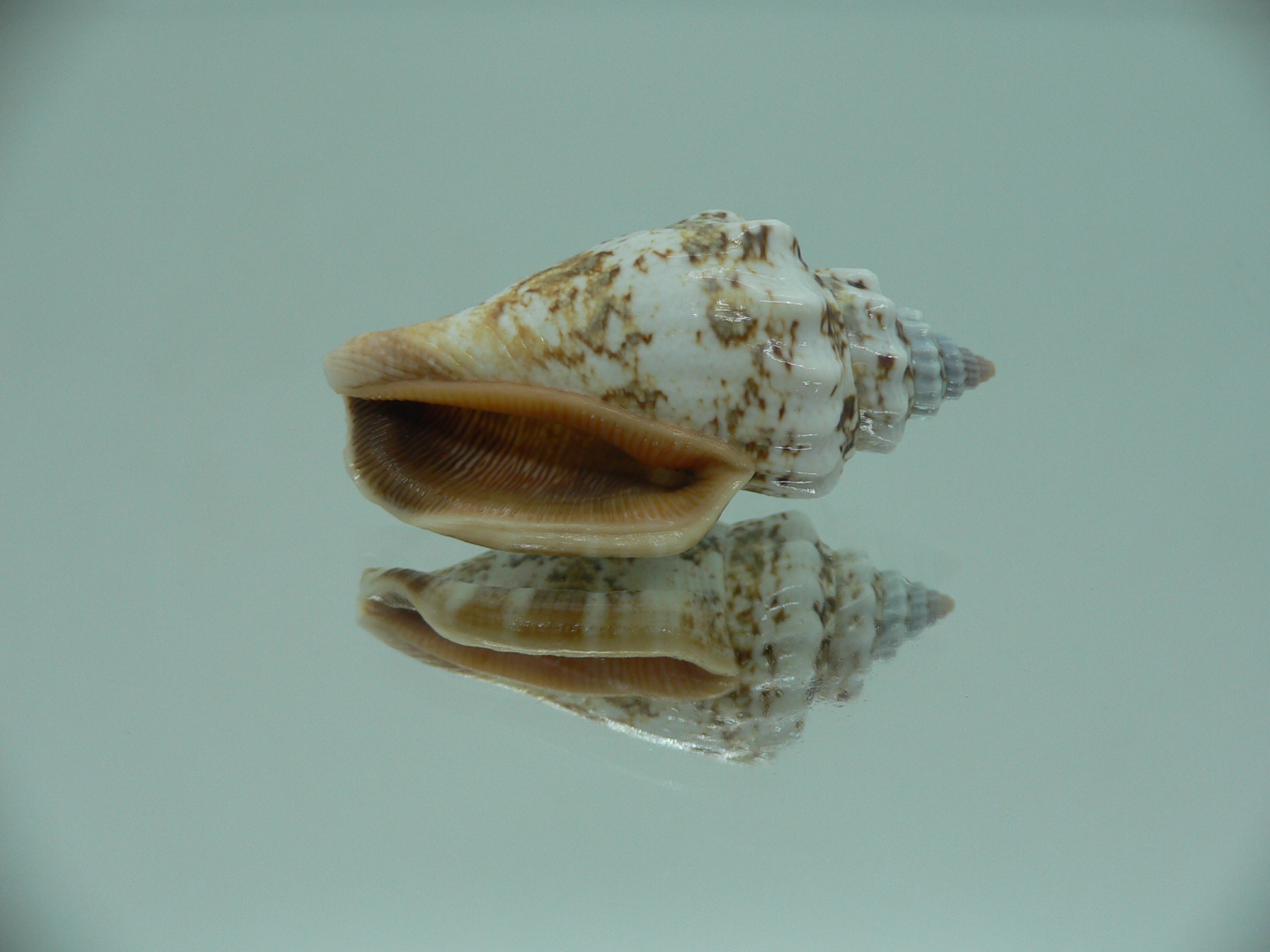 Canarium labiatum SUPER COLORING