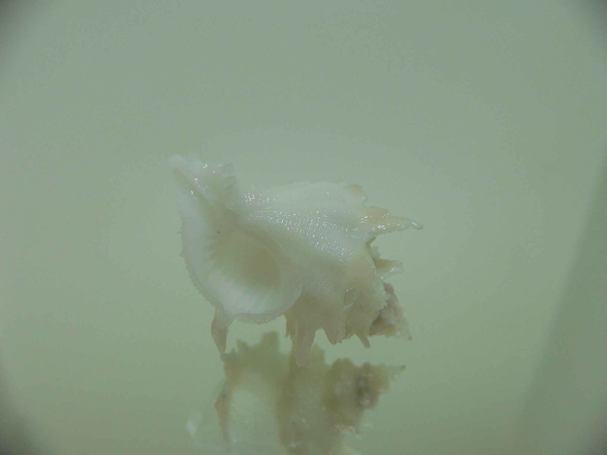 Babelomurex armatus WIDE