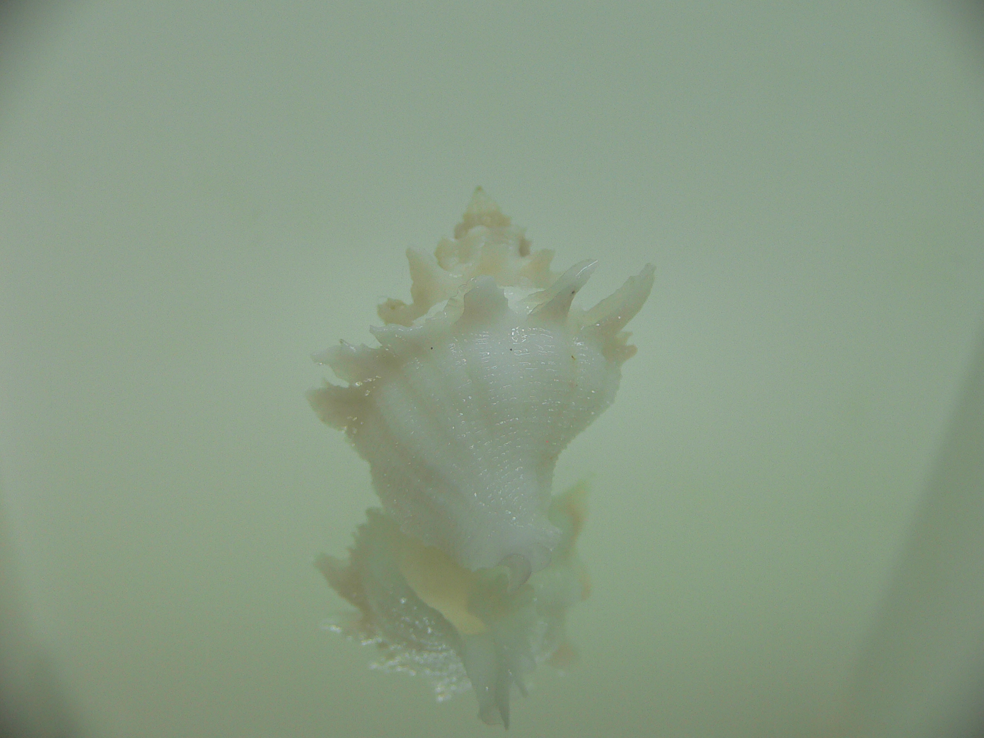 Babelomurex armatus WIDE