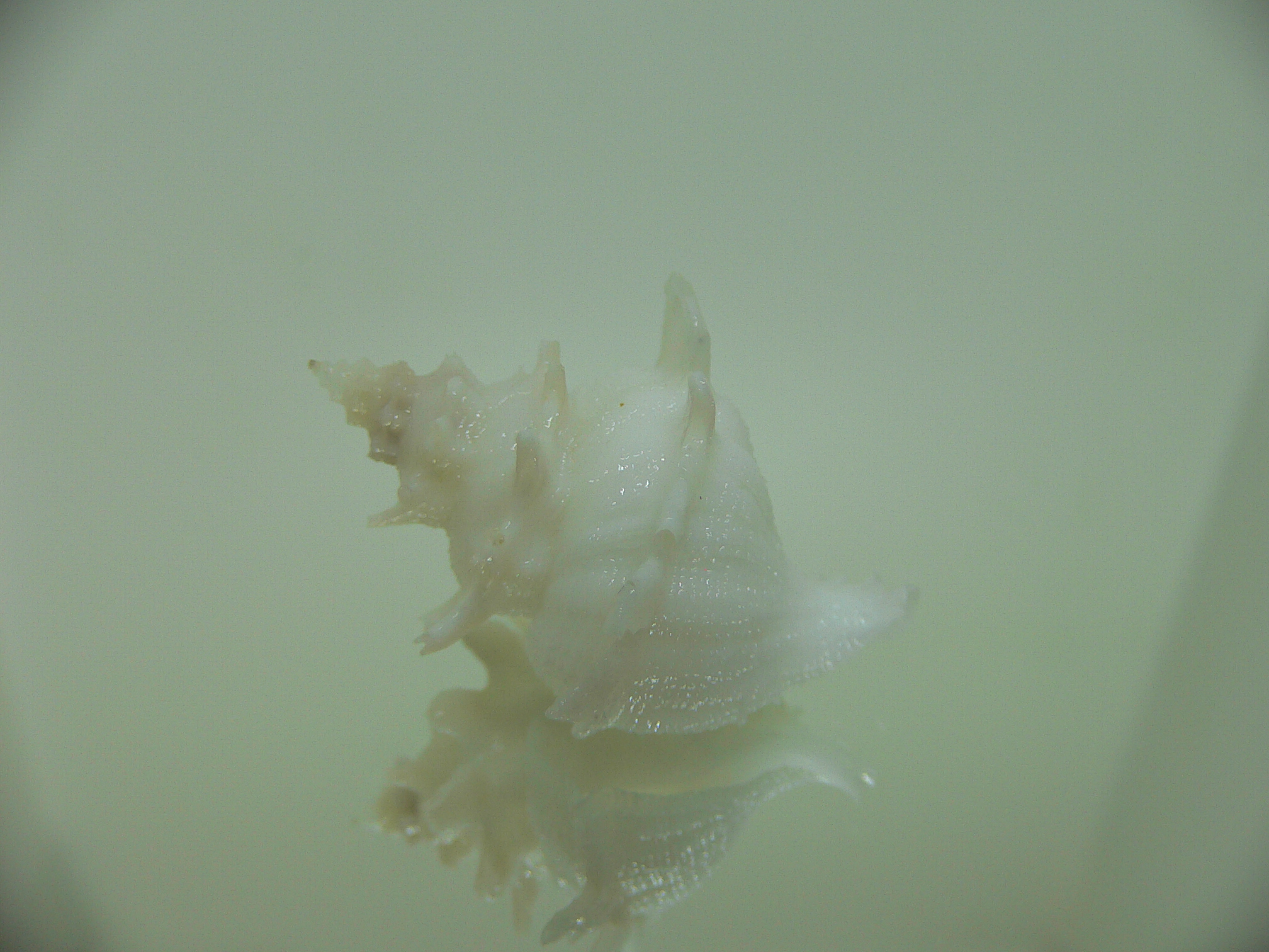 Babelomurex armatus WIDE