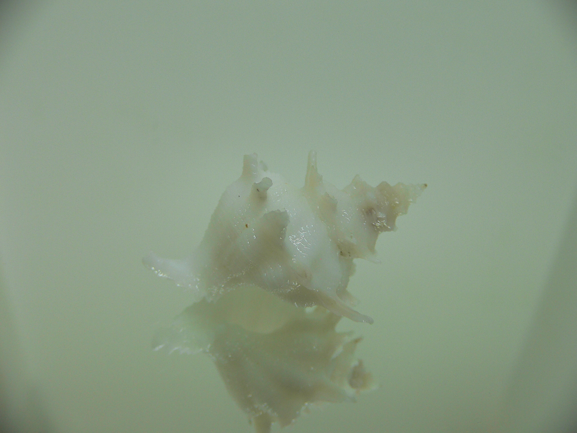 Babelomurex armatus WIDE