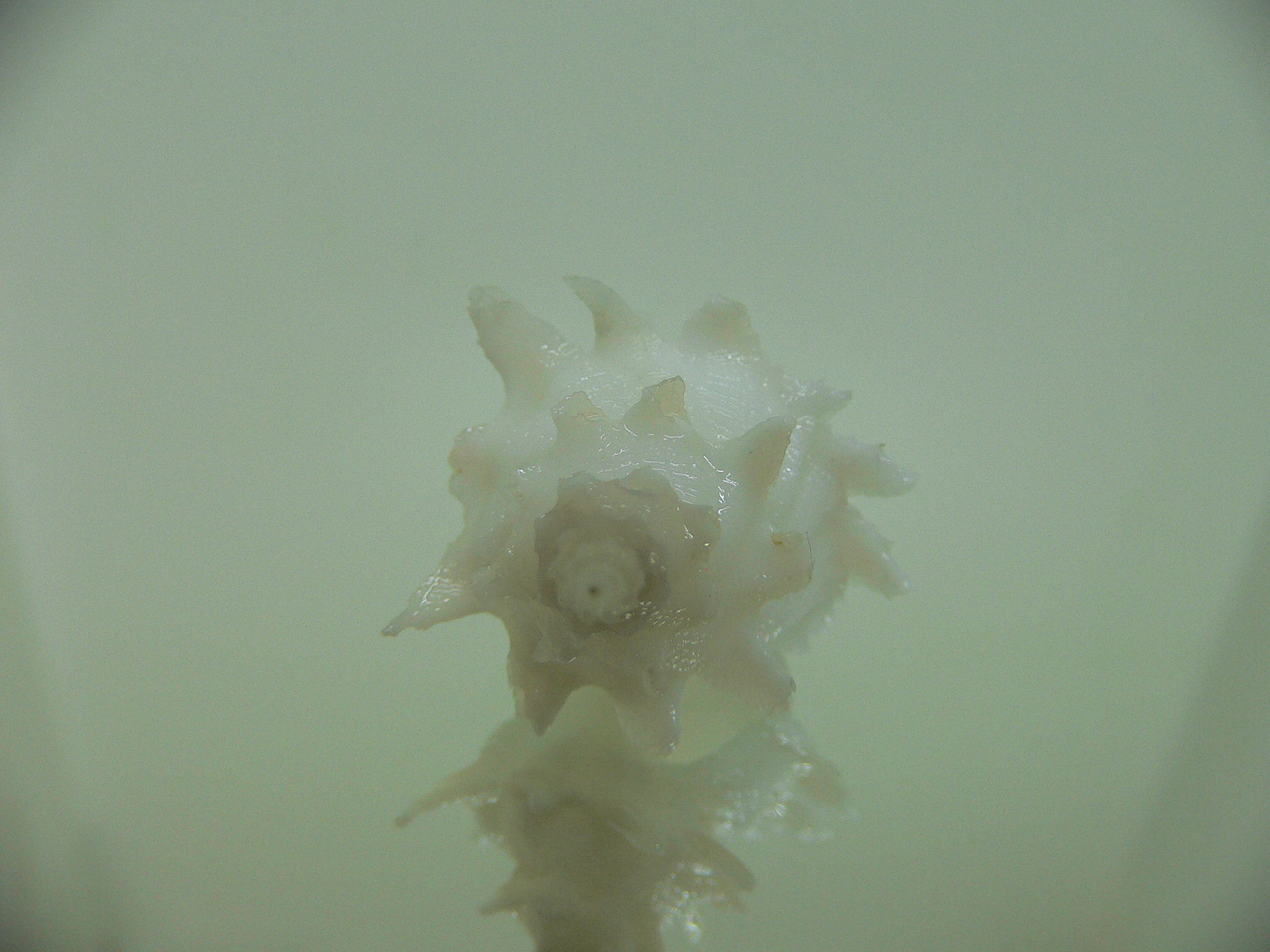 Babelomurex armatus WIDE